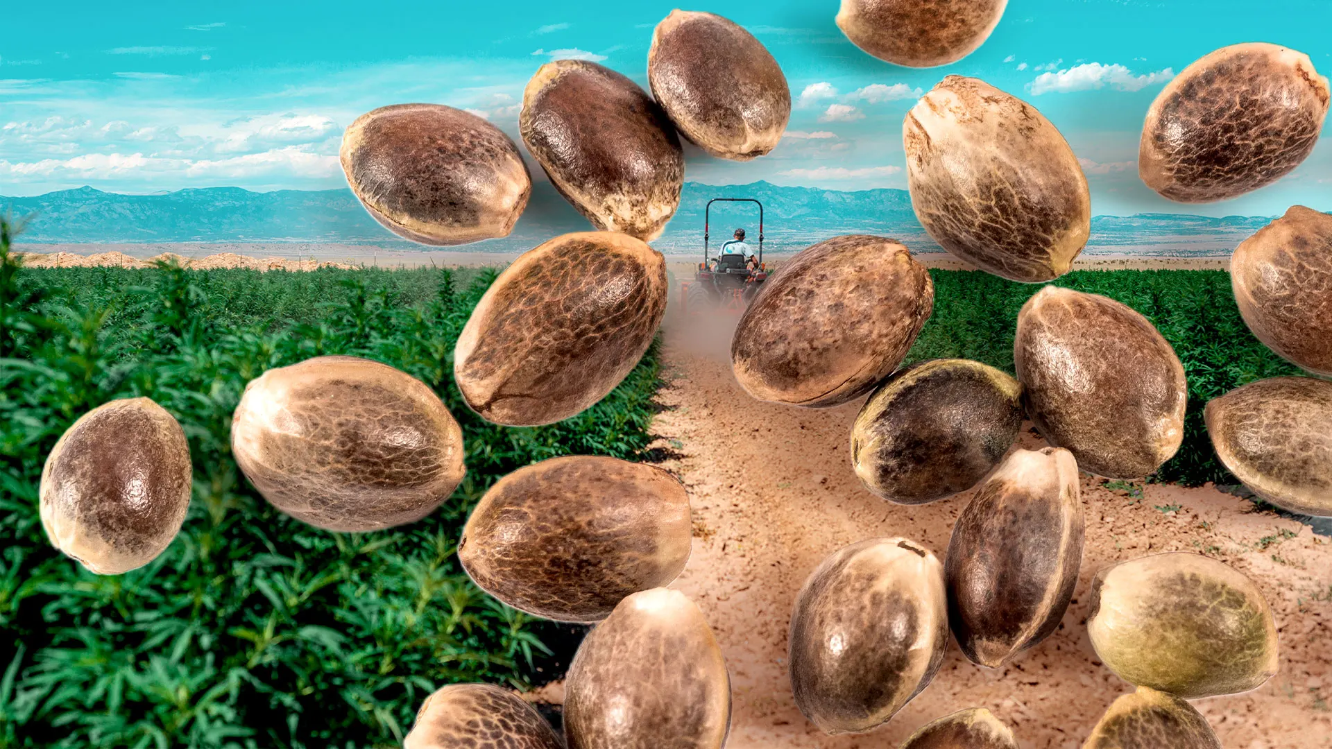 To end the shutdown, the Senate voted to destroy the hemp industry