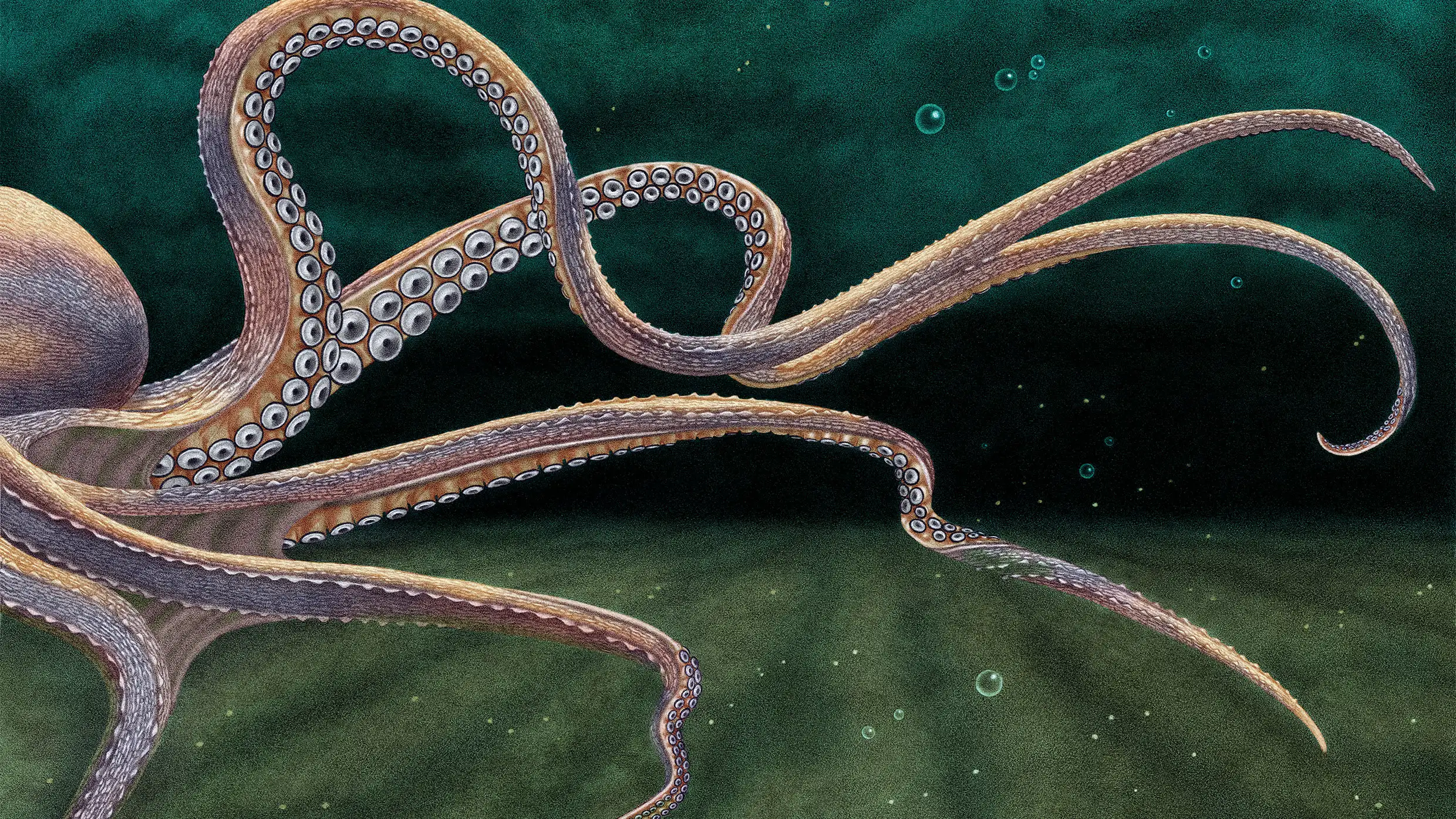 Octopus could be the next commercially farmed seafood. Should it be?