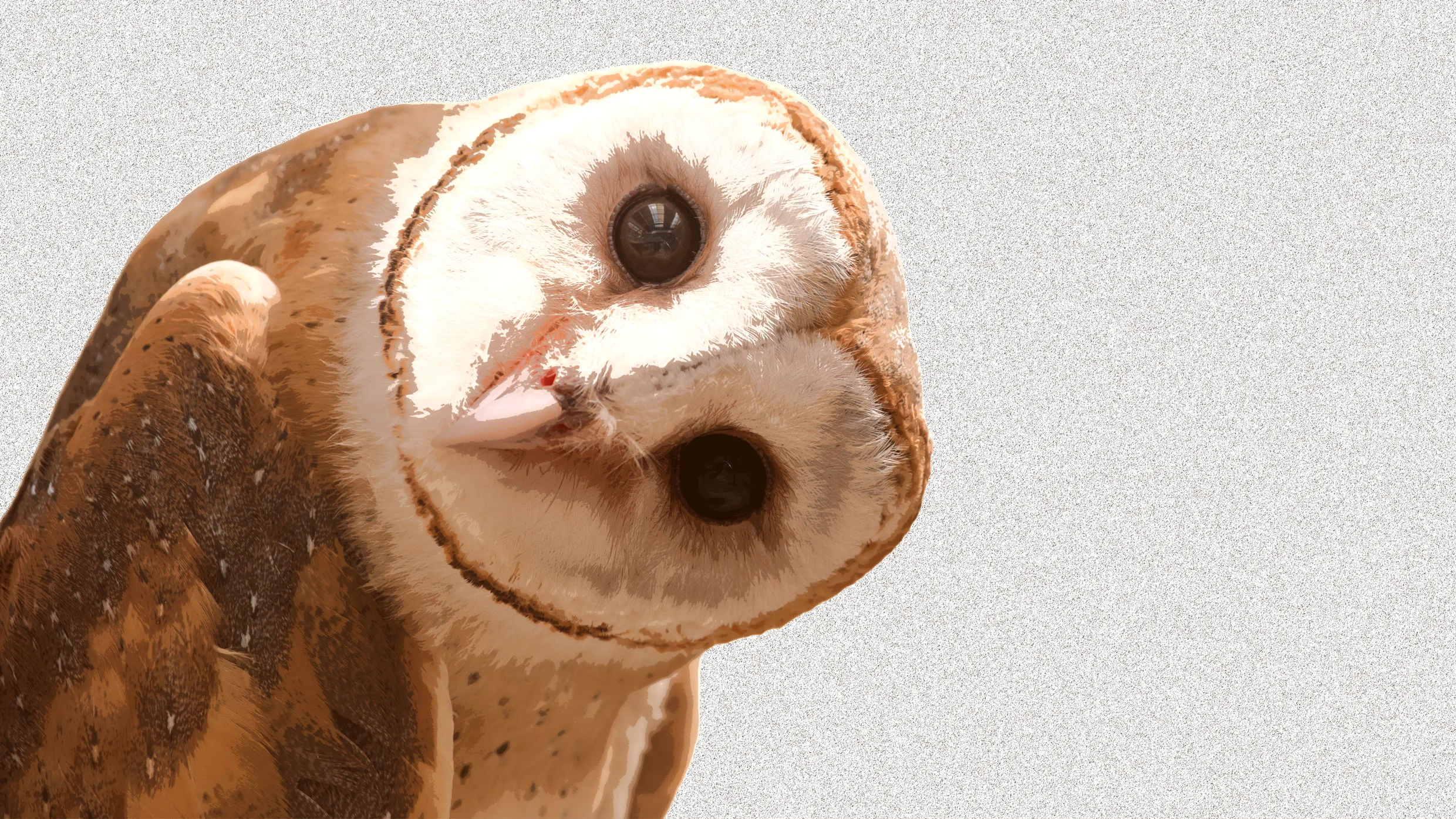 Why everyone on TikTok is pretending to be an owl