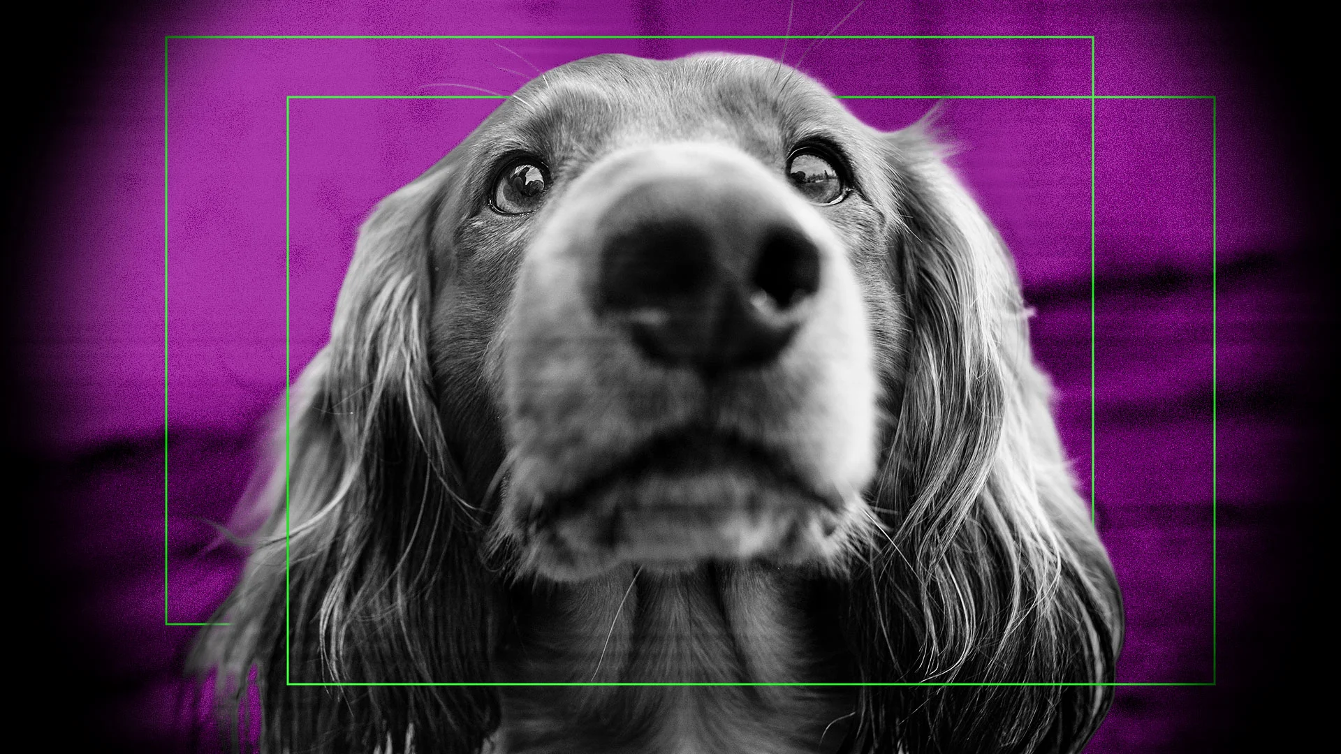 You don't need Ring Search Party to find your lost dog. Privacy advocates and pet lovers say try this instead