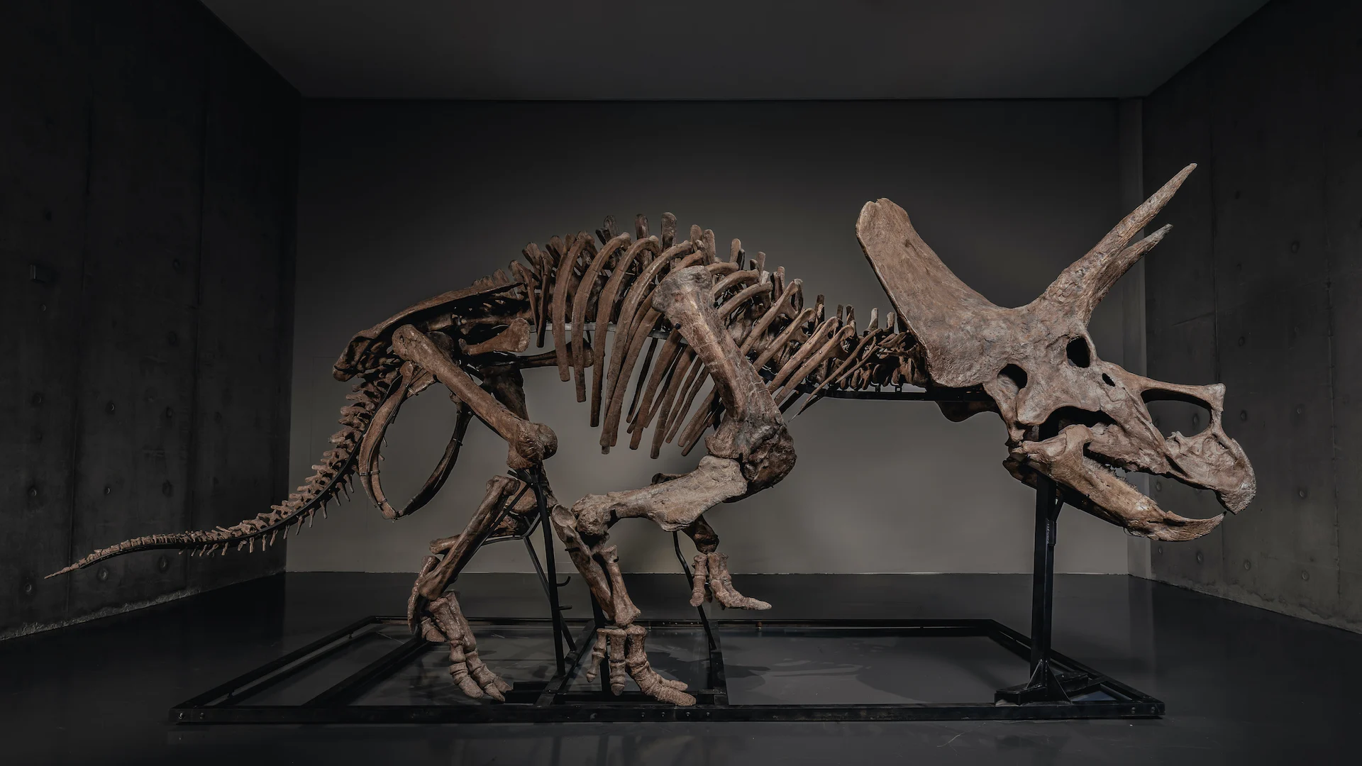Triceratops skeleton 'Trey' is up for auction as dinosaur market hits record highs