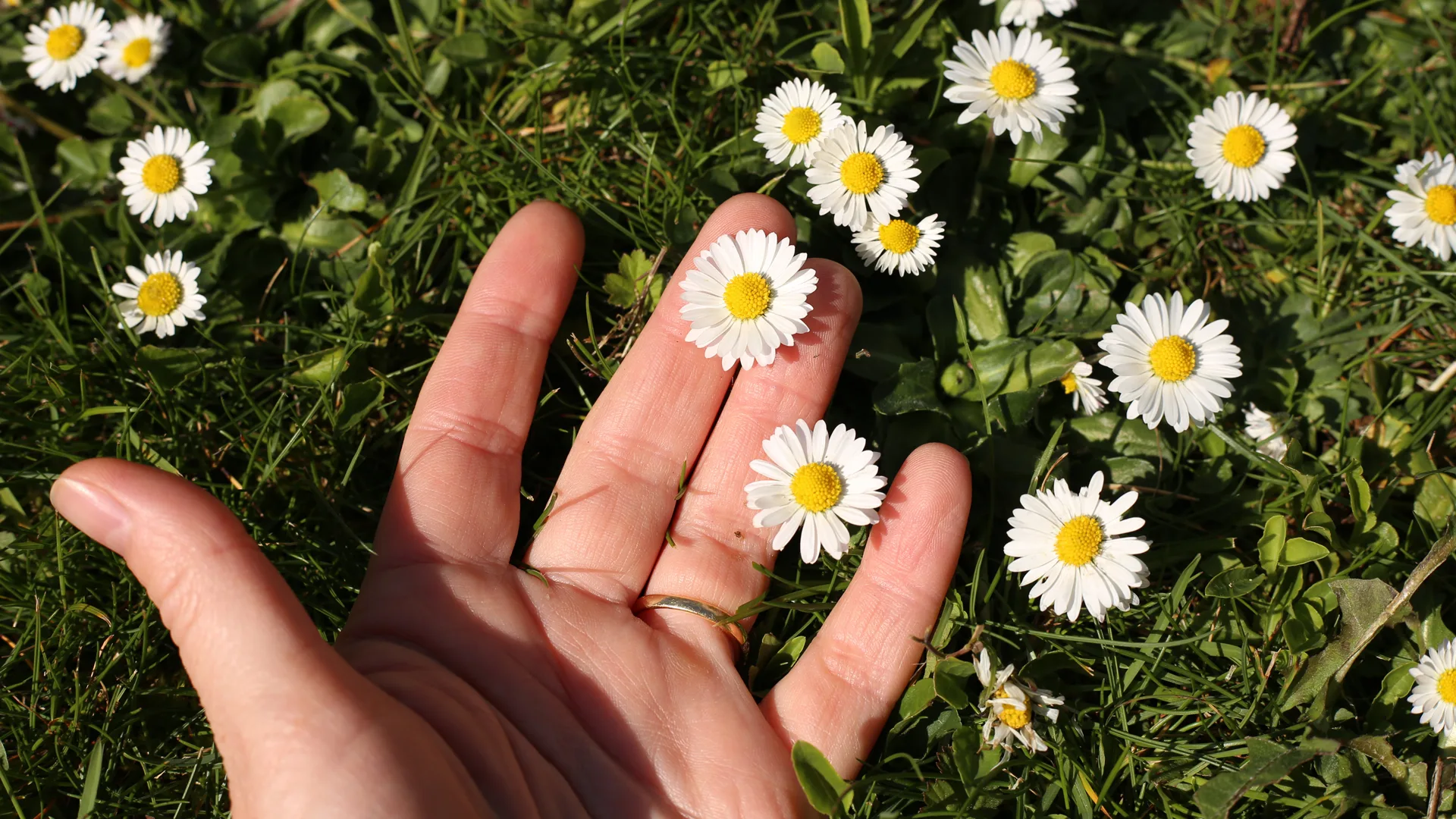 Earth Day is more important than ever in 2026: Here's a list of notable events happening around the world