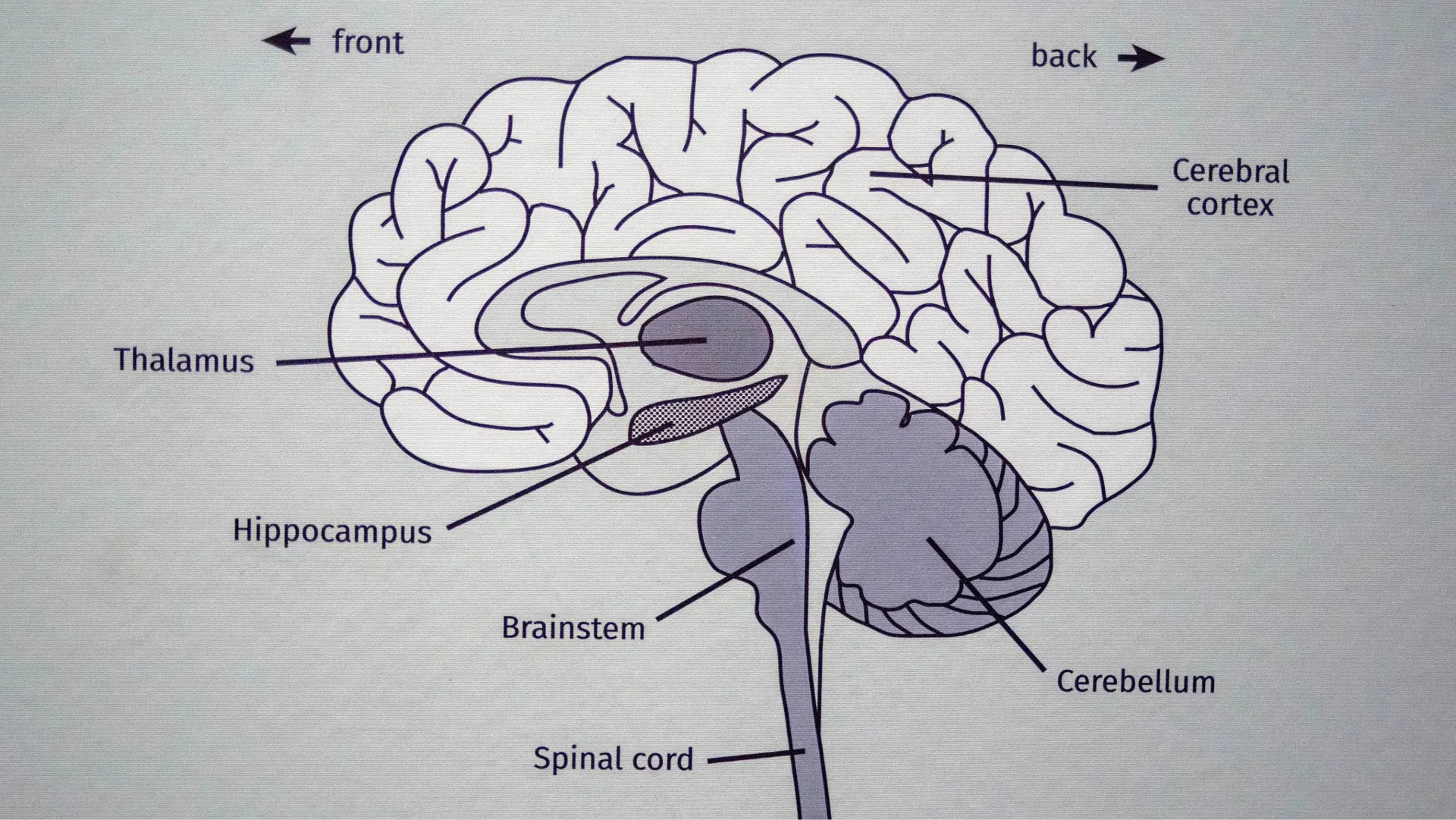Study reveals a surprising cause of cognitive decline-and the key to reversing it