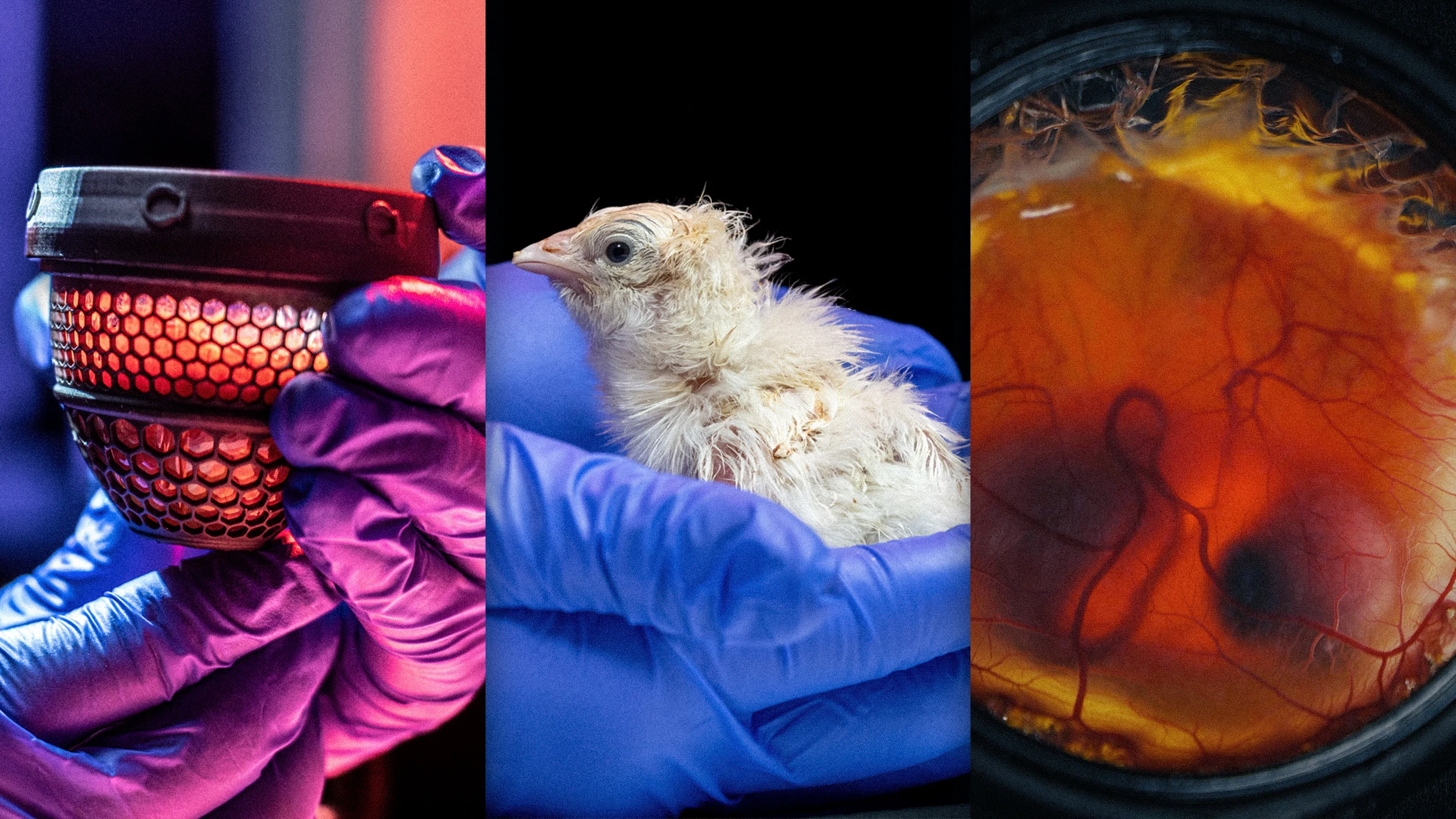 fastcompany.com - Adele Peters - The Texas startup that's bringing back the Wooly Mammoth has a new project: growing chickens in artificial eggs