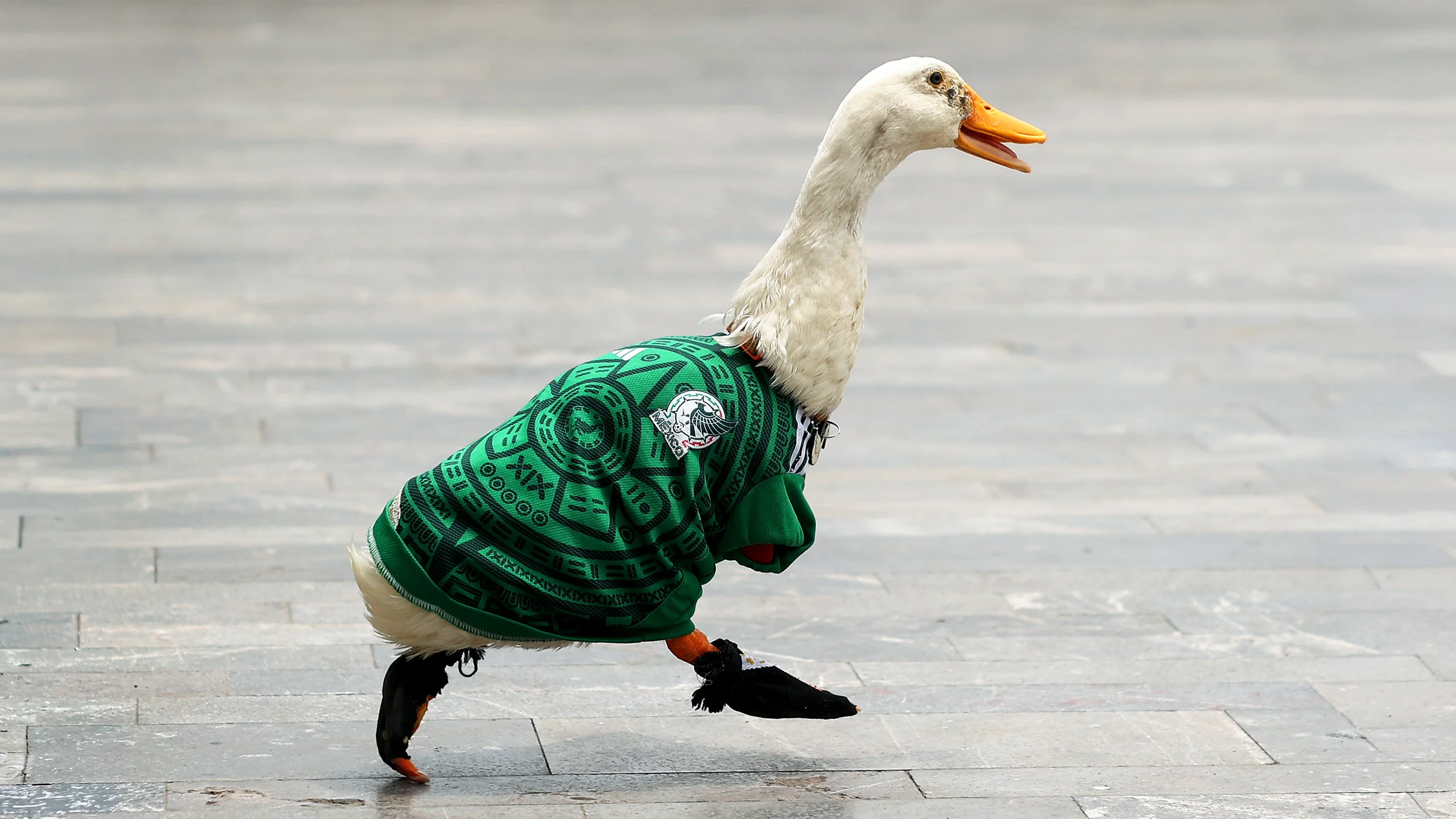 Wie diese Straßenente zum inoffiziellen WM-Maskottchen Mexikos wurde