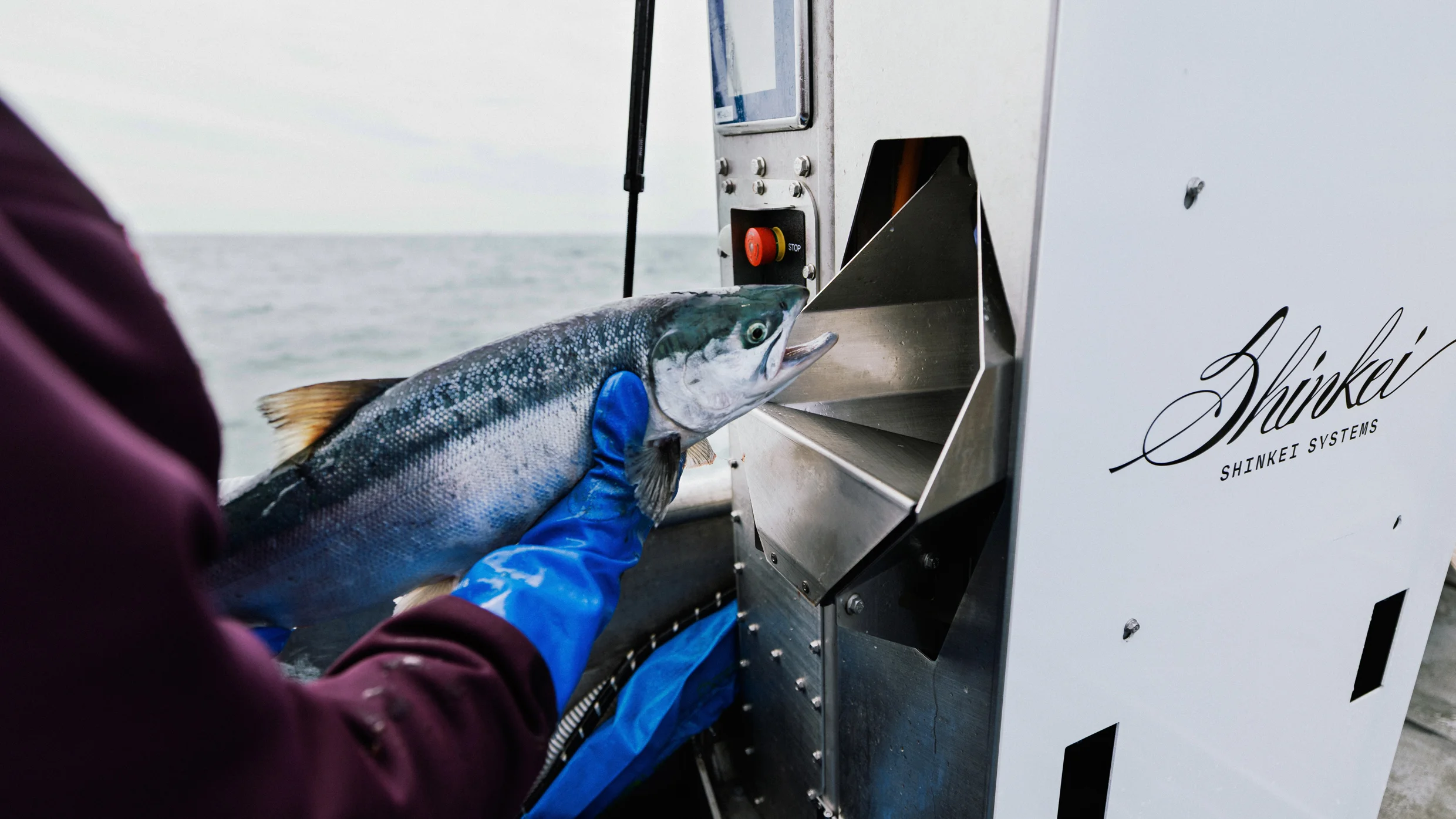fastcompany.com - Clint Rainey - These ingenious new robots are helping fishing crews catch salmon more humanely and sustainably