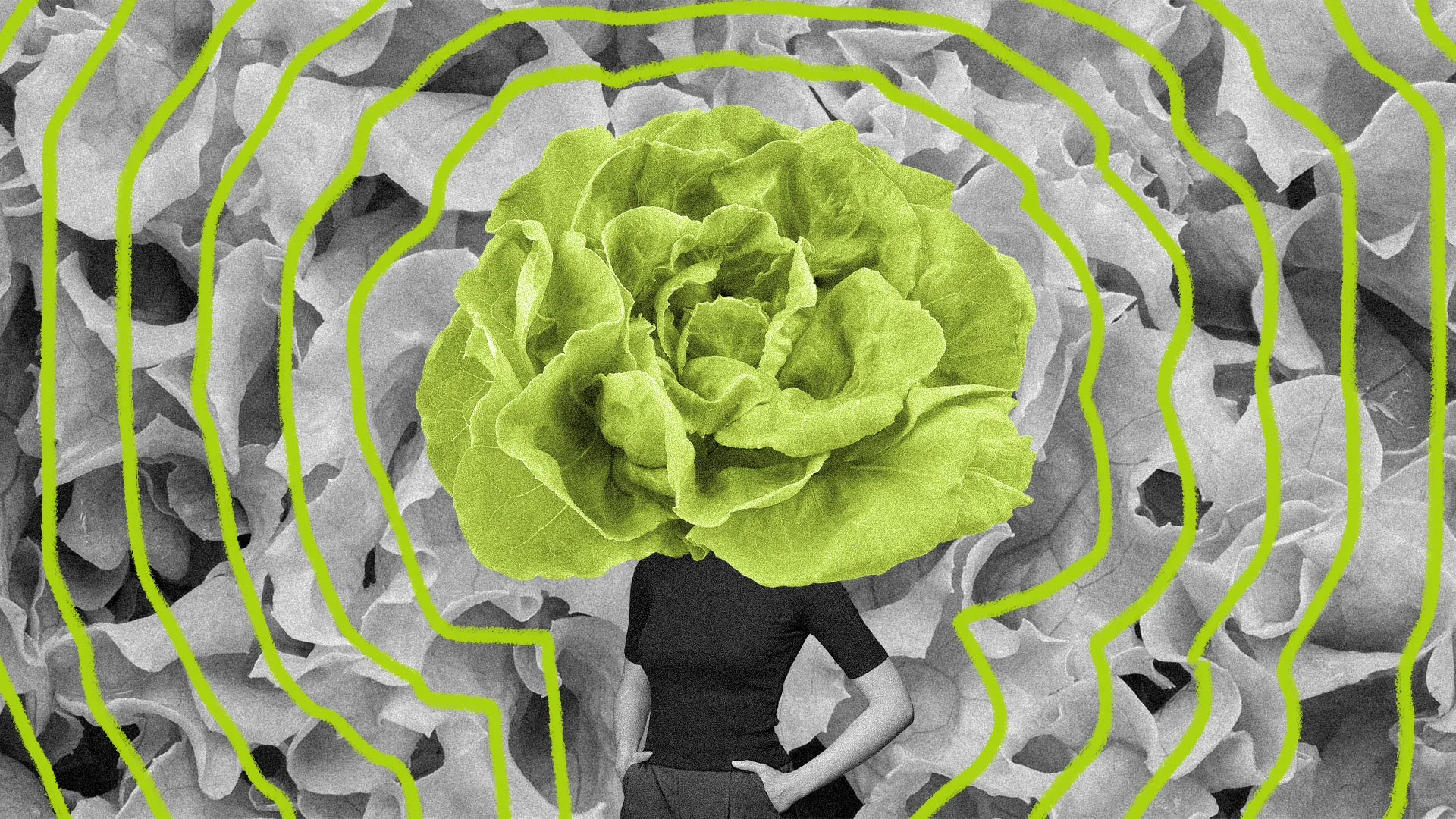 Is it safe to eat lettuce again? The answer is more complicated than you ...