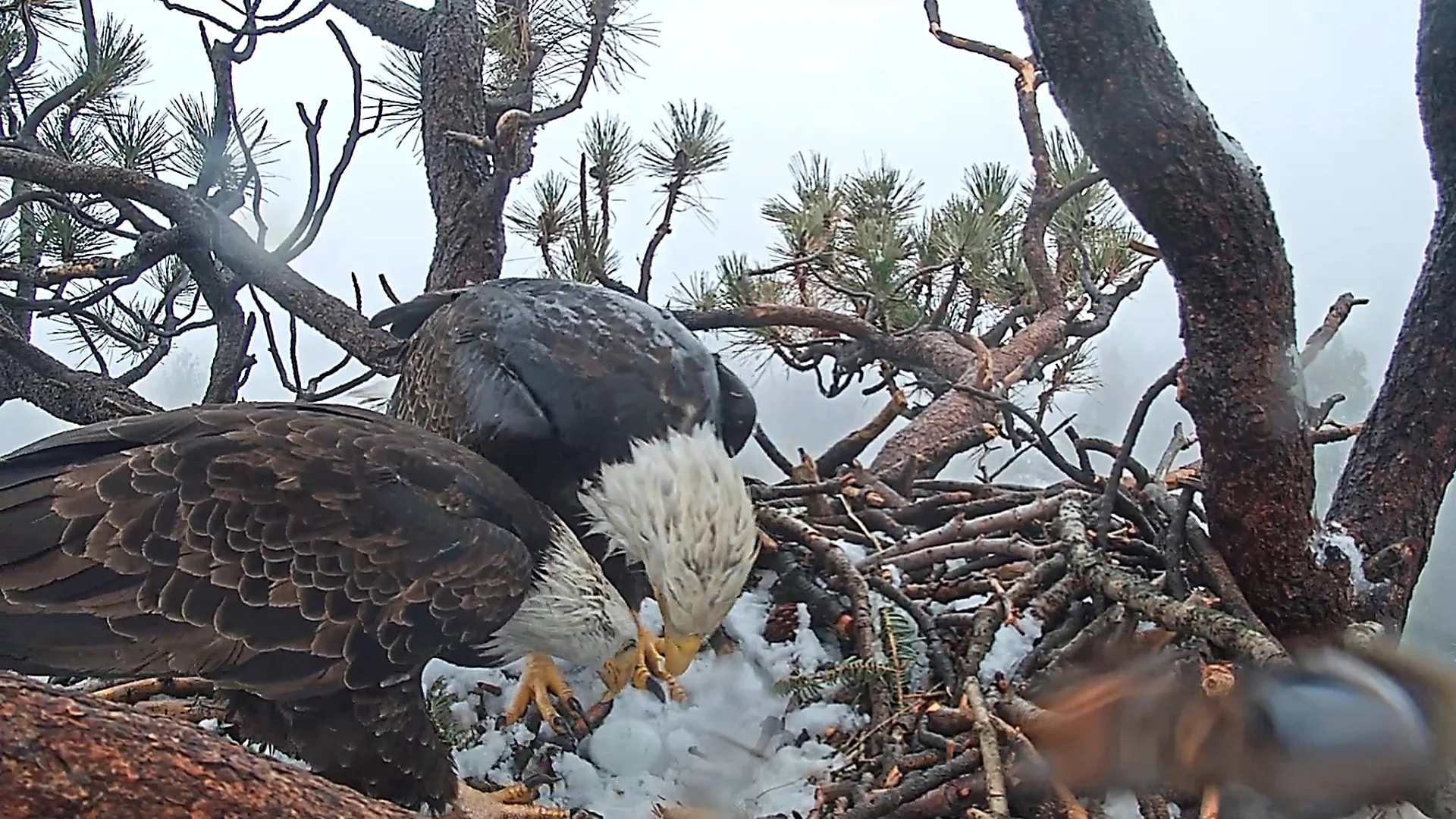 Internet-famous bald eagle Jackie is fighting for her life as donations pour in to save Big Bear habitat
