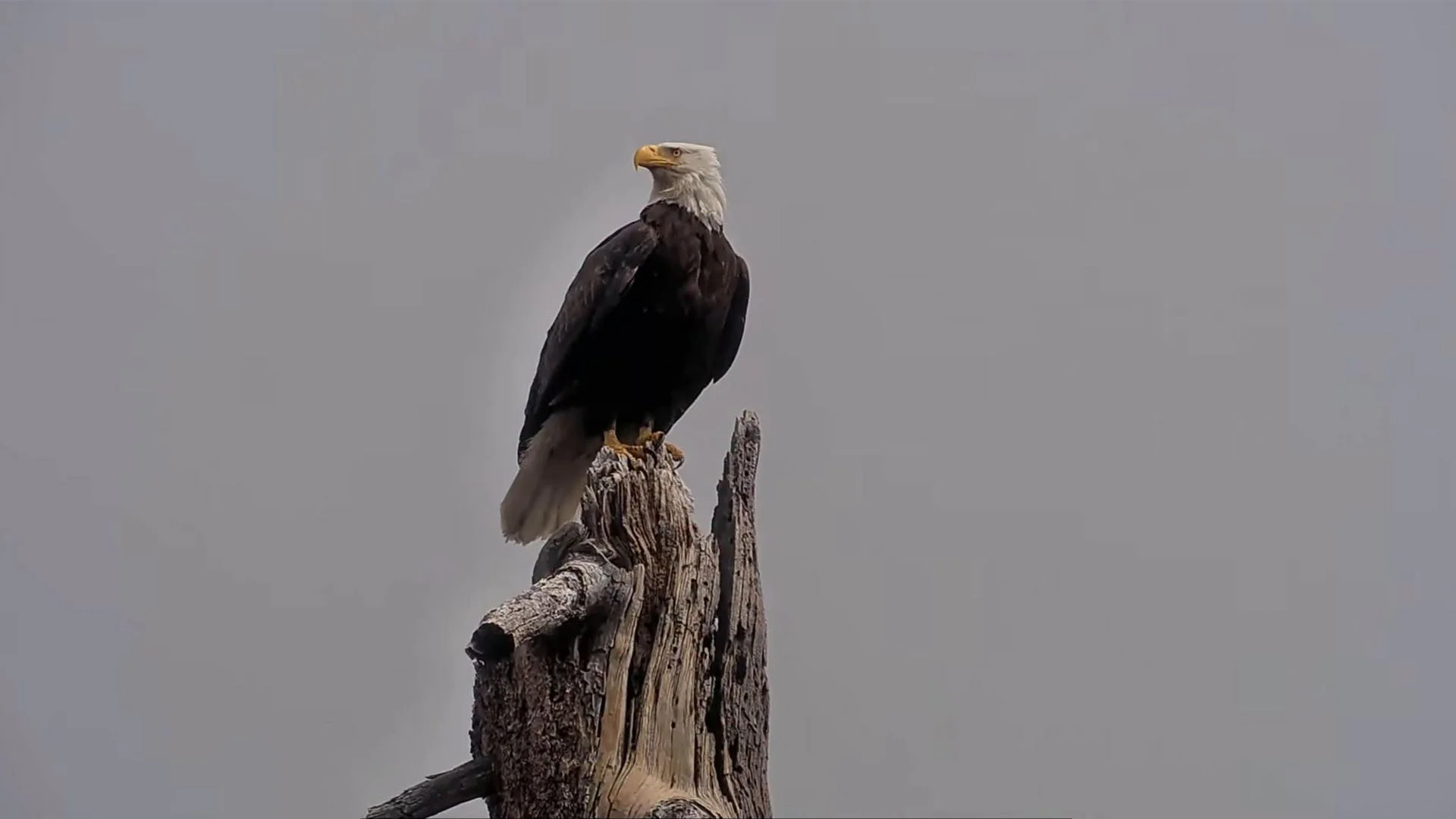 Jackie's legacy: How a bald eagle influencer inspired millions and helped save an endangered habitat