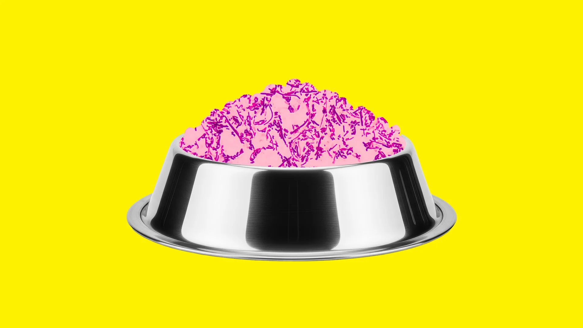 fastcompany.com - Sarah Fielding - Popular pet food recalled after 3 dogs got sick in latest U.S. salmonella scare