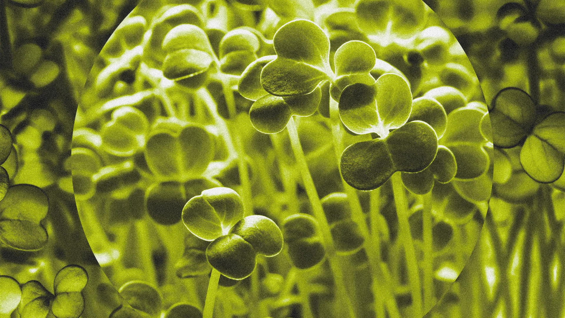 Broccoli sprouts recalled as Salmonella outbreak sickens 22 people across 4 states