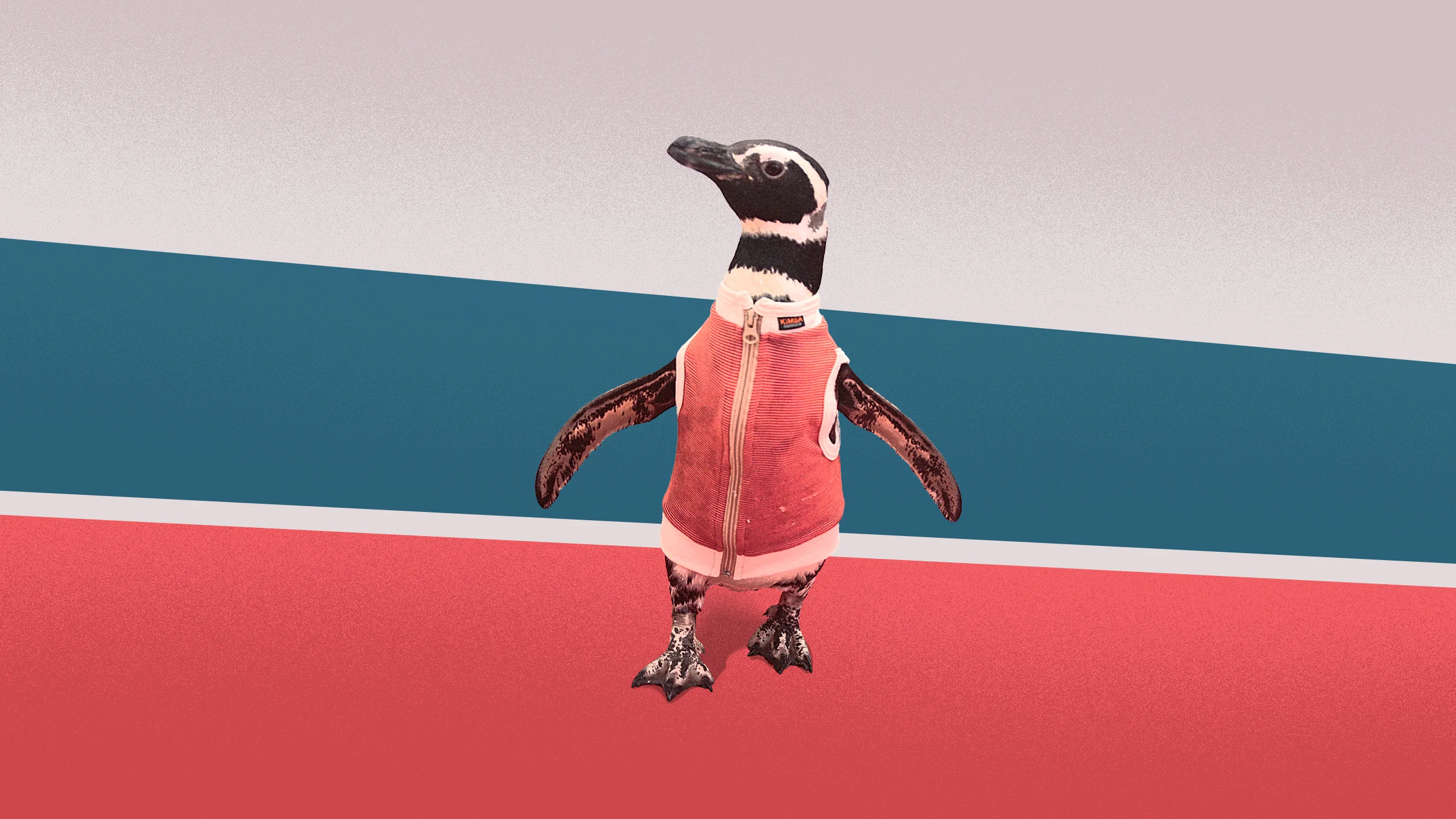 This antimicrobial penguin vest isn’t just precious. It could be lifesaving