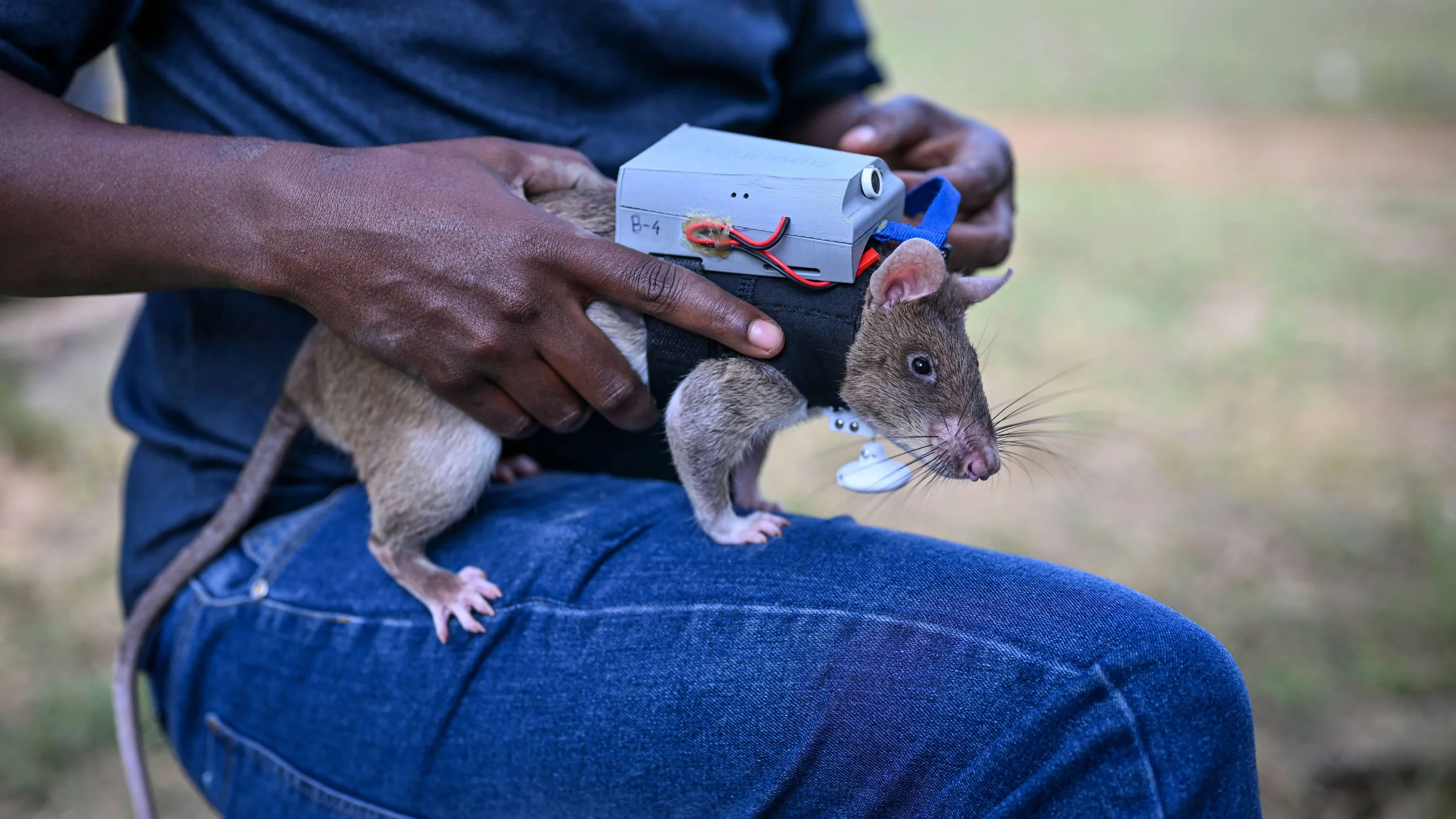 fastcompany.com - Hunter Schwarz - These tiny rat backpacks are designed to help find victims in an earthquake