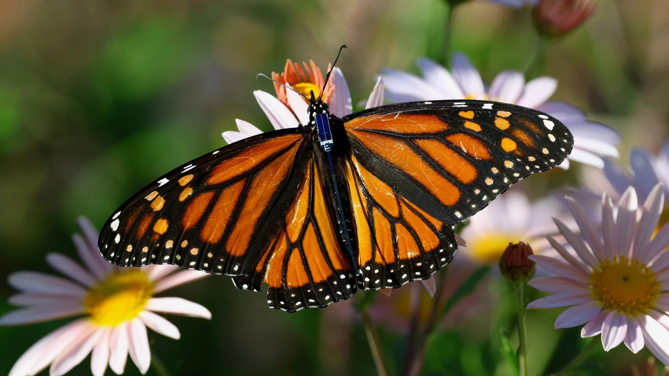 fastcompany.com - Hunter Schwarz - These tiny trackers were designed to be light enough for a butterfly