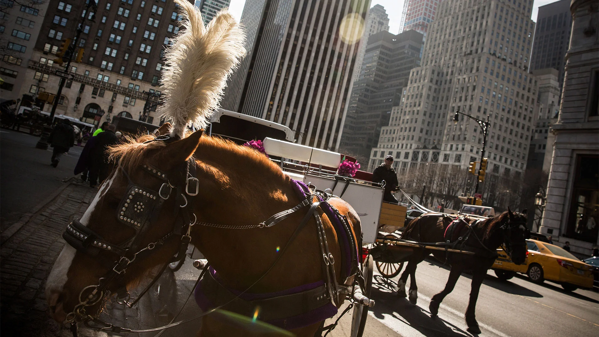fastcompany.com - Ada Carlston - A timeline of New York City trying to ban horse carriages in Central Park