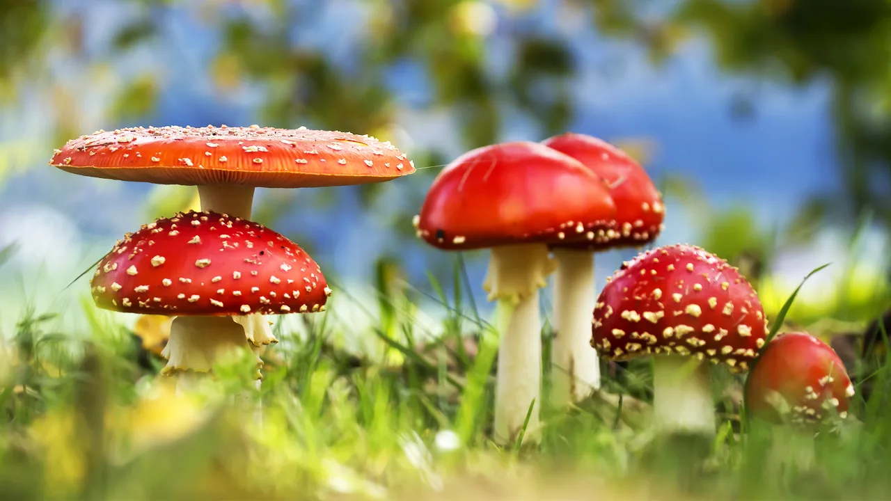 Fungus Is The Internet Of The Plant World - Fast Company