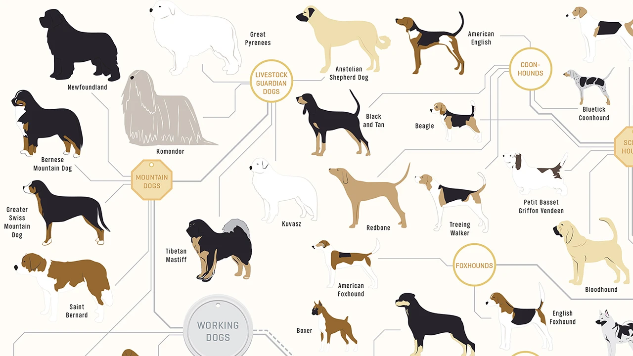 dogページ 181 Breeds Of Dog On One Awesome Poster - Fast Company