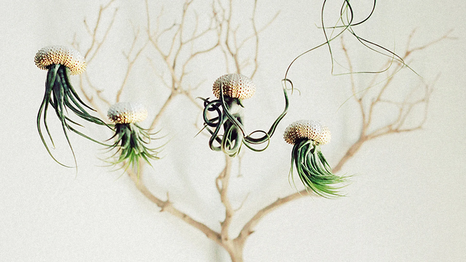 These Plants Look Like Jellyfish Swimming Through Your House - Fast Company