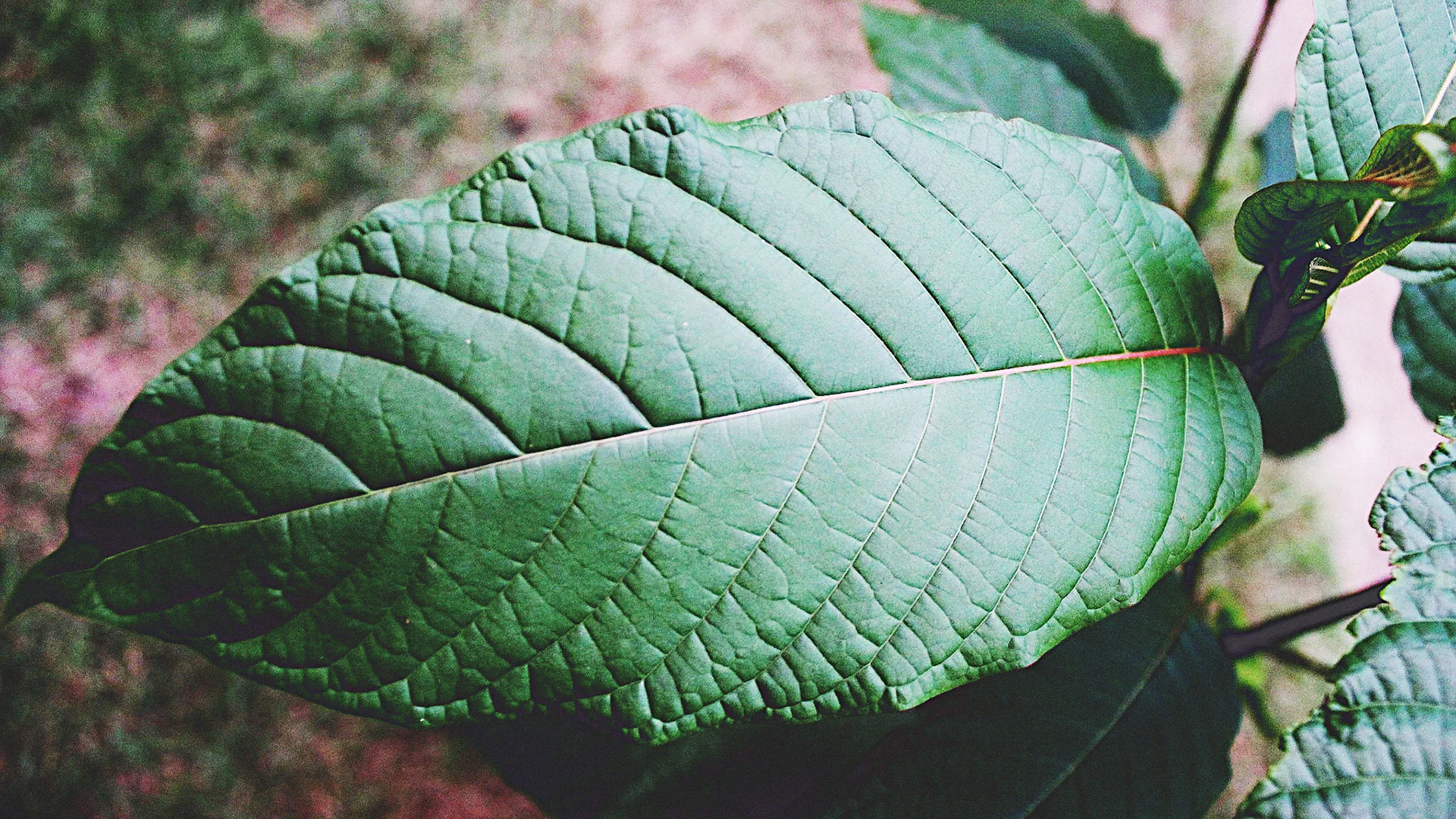 Scientists Warn Trump: FDA's War On A Plant Could Worsen Opioid Crisis -  Fast Company