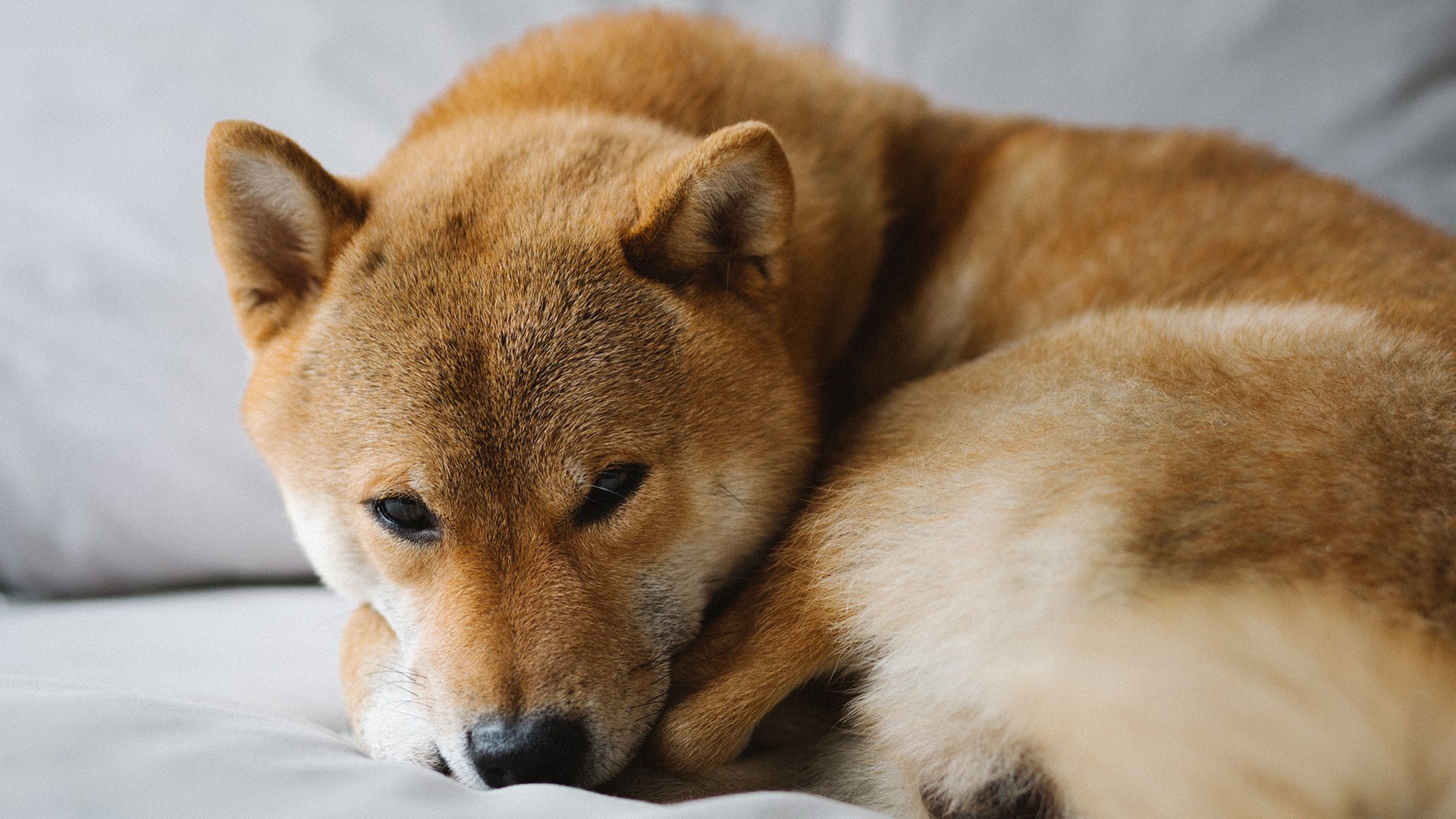 Shiba Inu coin price falls as Kraken crypto exchange hedges on SHIB listing  - Fast Company