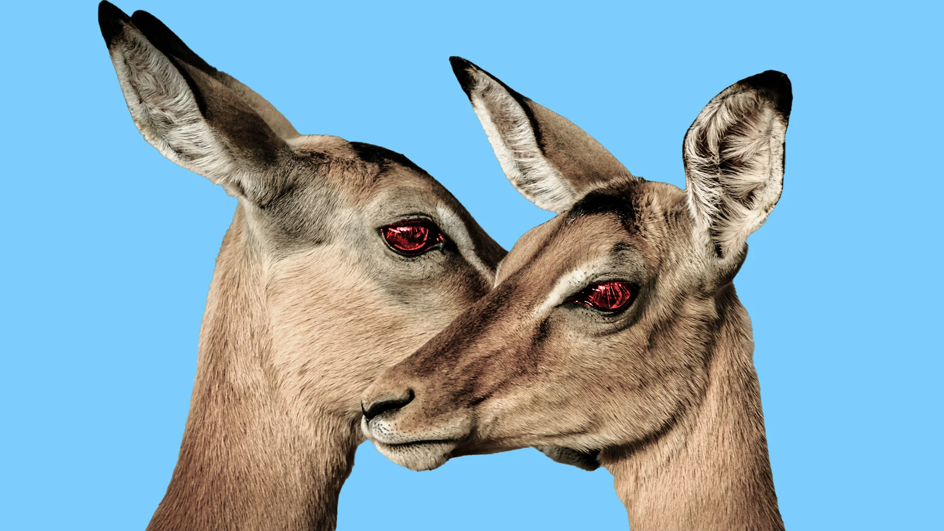 Should you be afraid of zombie deer disease? Here