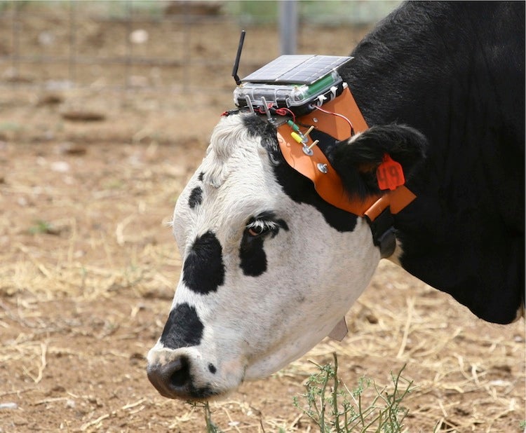 GPS Sensor Tags That Make Cowboys And Fences Obsolete - Fast Company