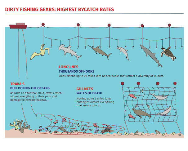 Fishing Gear  Bycatch Management Information System (BMIS)