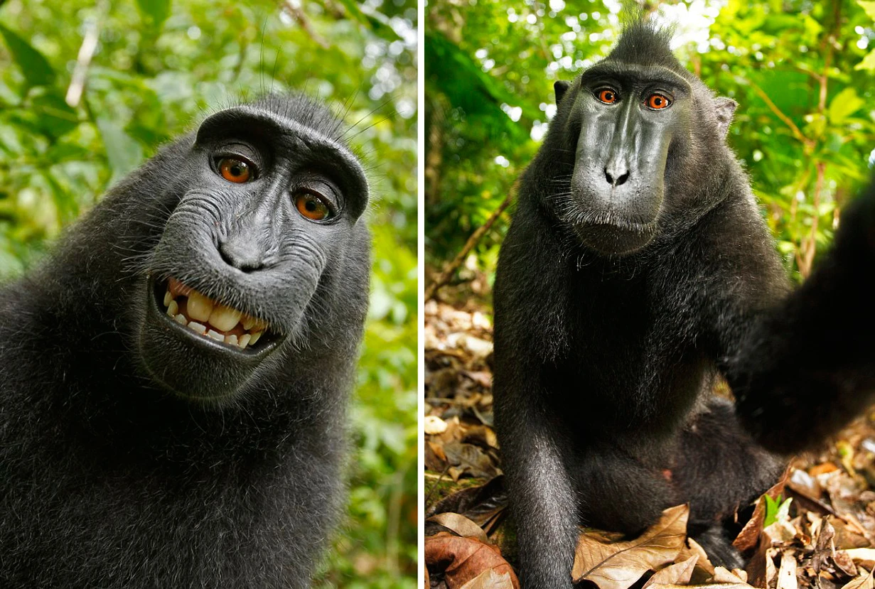 We Asked A Bunch Of Lawyers: Who Owns The Copyright To This Amazing Monkey  Selfie? - Fast Company