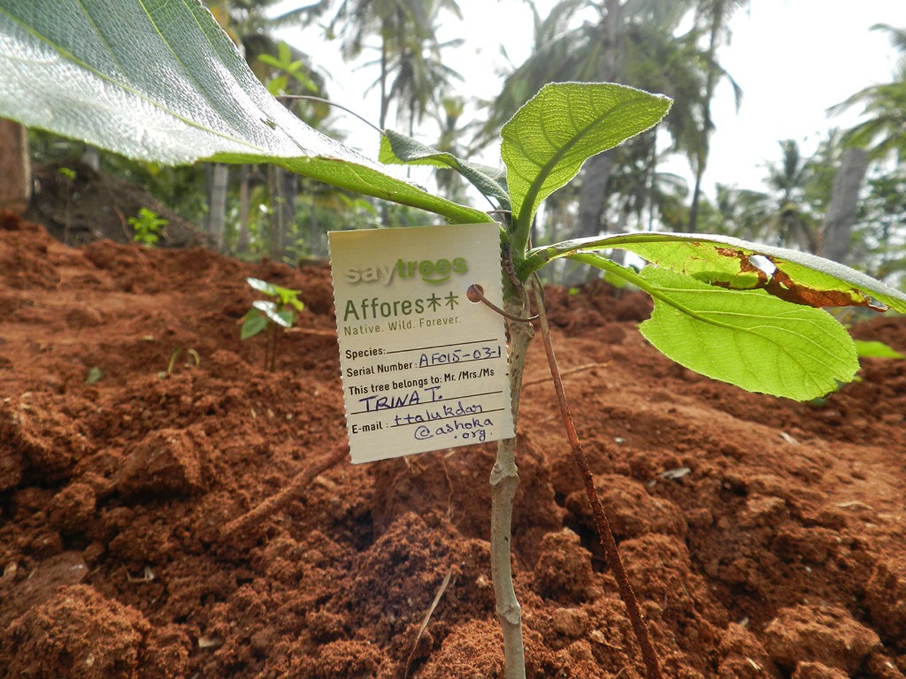 Mini Super Tree These Miniature Super-Forests Can Green Cities With Just A Tiny Amount ...