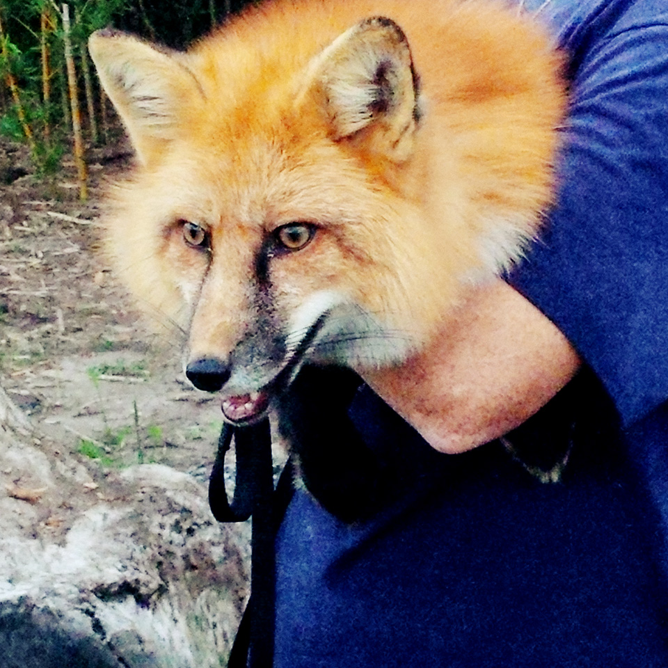 Russian fashion pet foxes