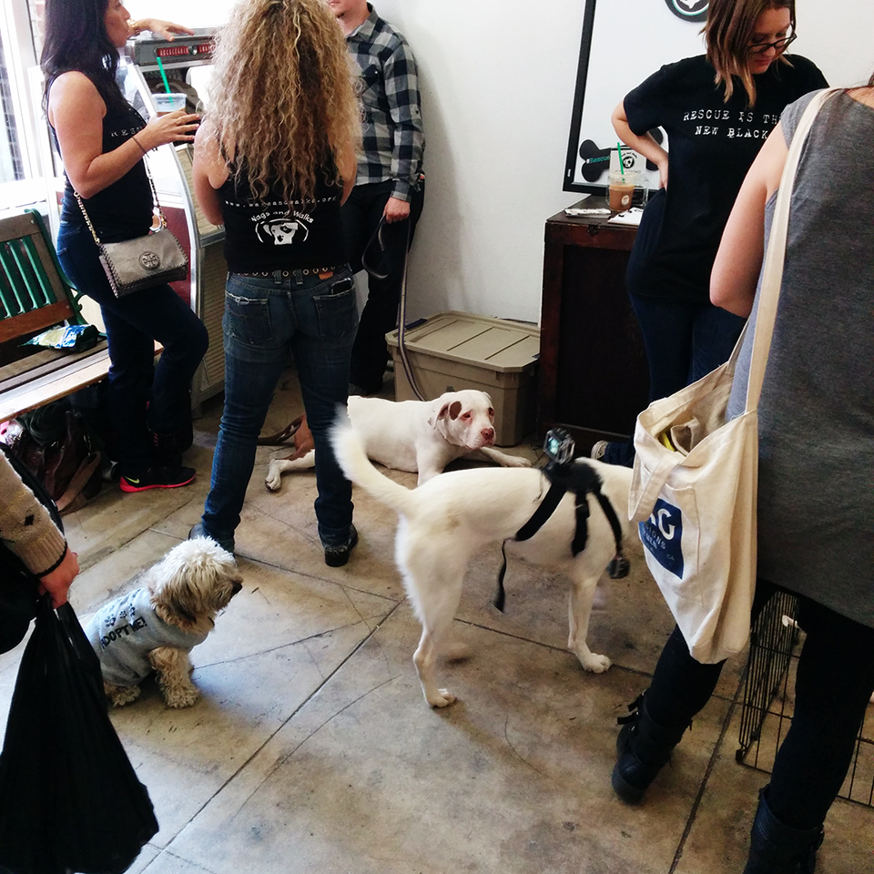 Lattes With A Side Of Cuddles Lessons From "America's First Dog Cafe