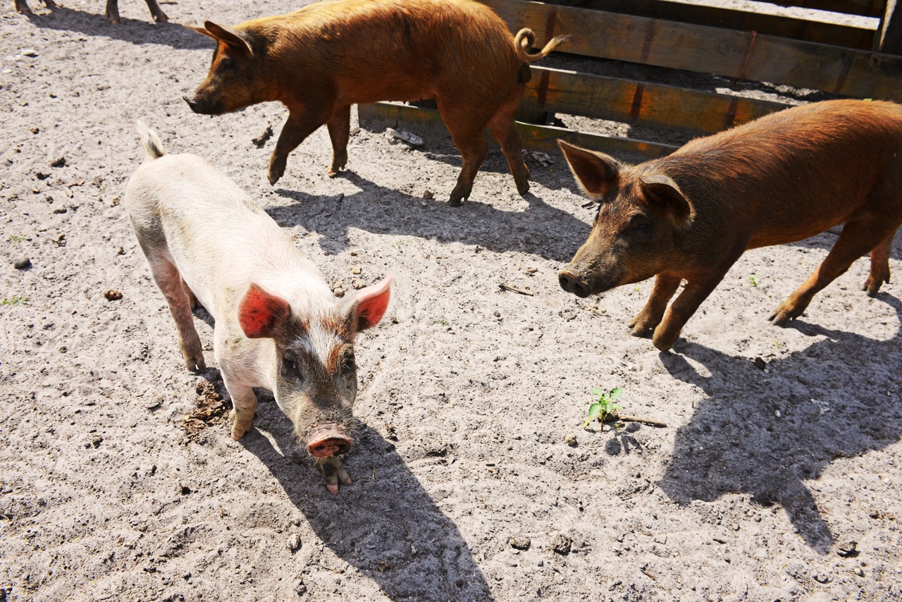 The Quest To Build A Better Pig That's Easier To Raise Humanely - Fast ...