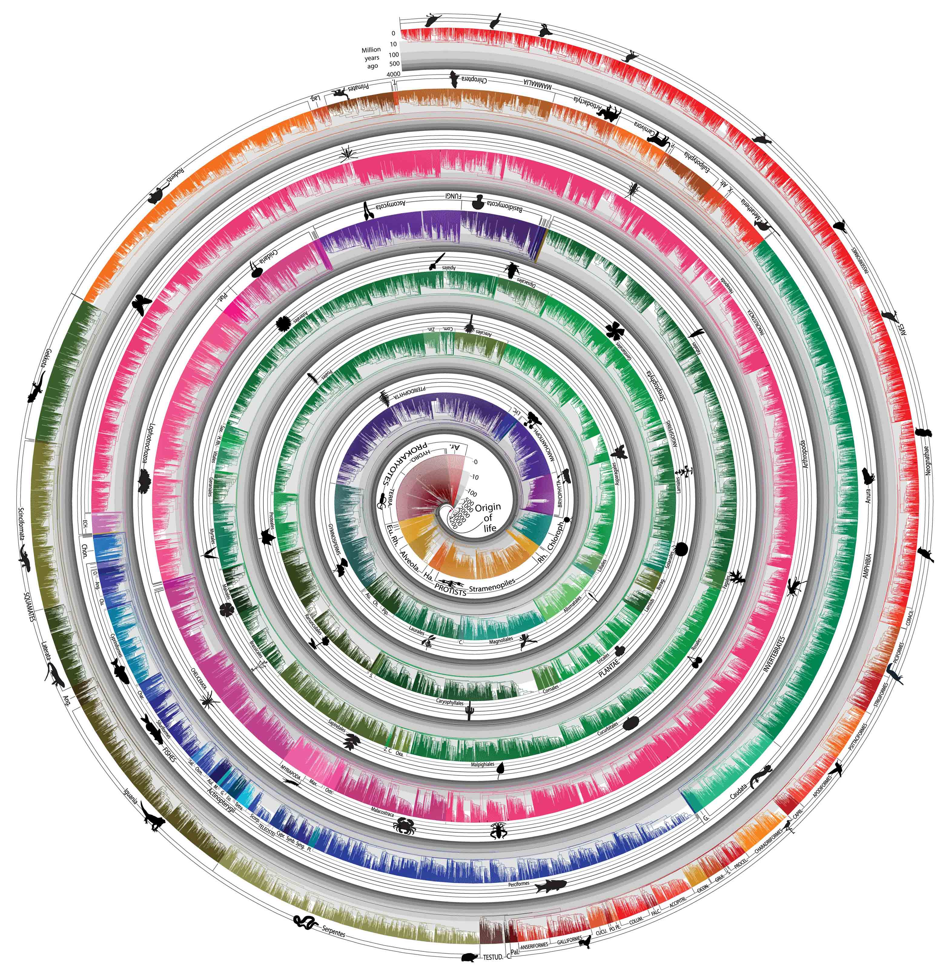 See How 50,000 Species Evolved With This Beautiful, Swirling Timeline ...