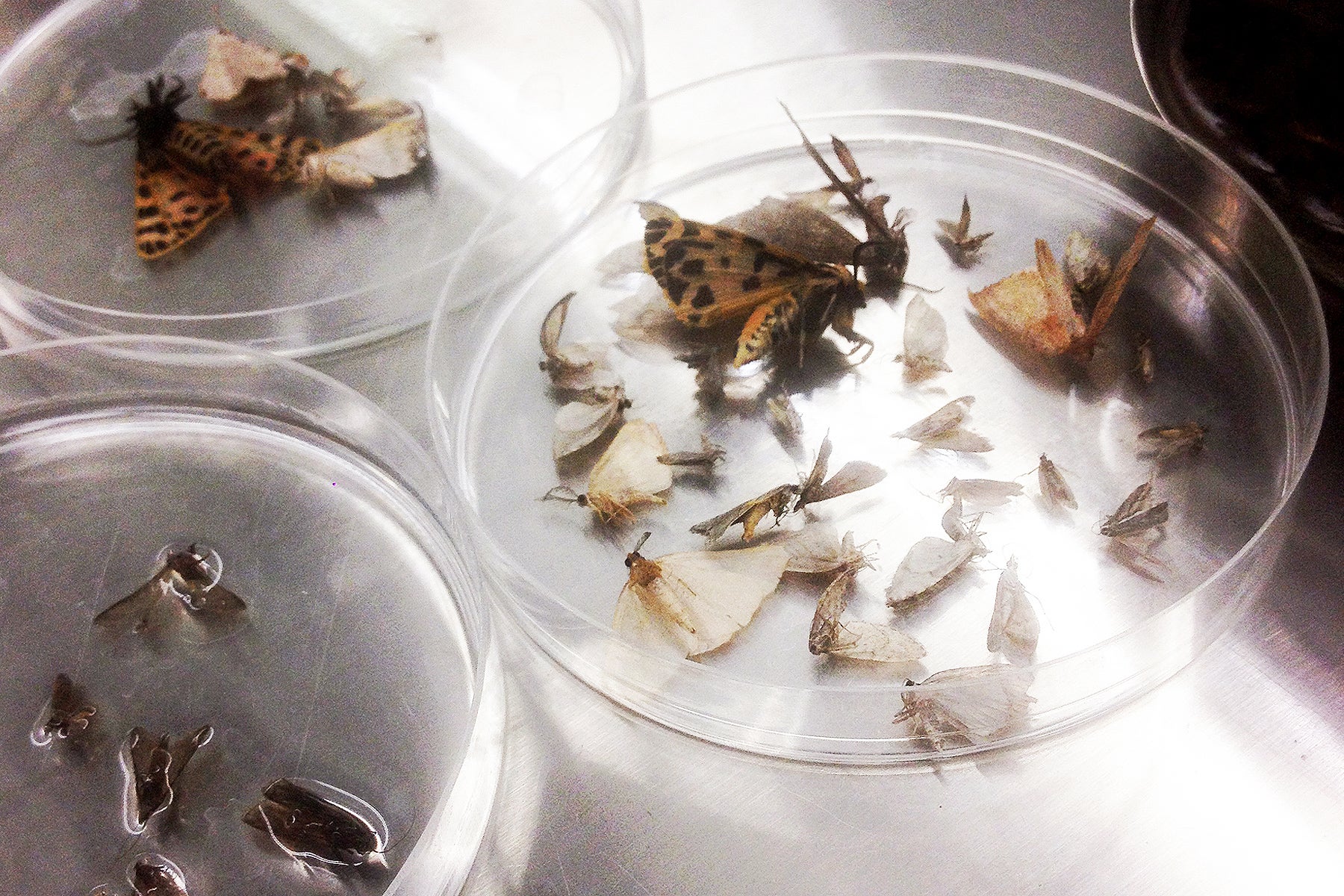 New LED Lights Are Stopping Insects Before They Bite Us And Give Us ...