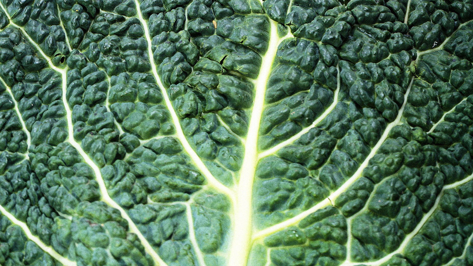 There Is Such A Thing As Eating Too Much Kale Fast Company