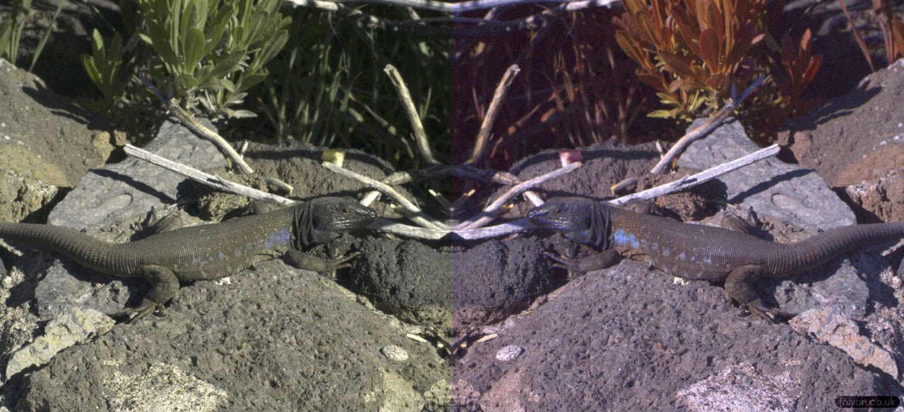 Use This App To See Colors Through The Eyes Of Other Animals - Fast Company