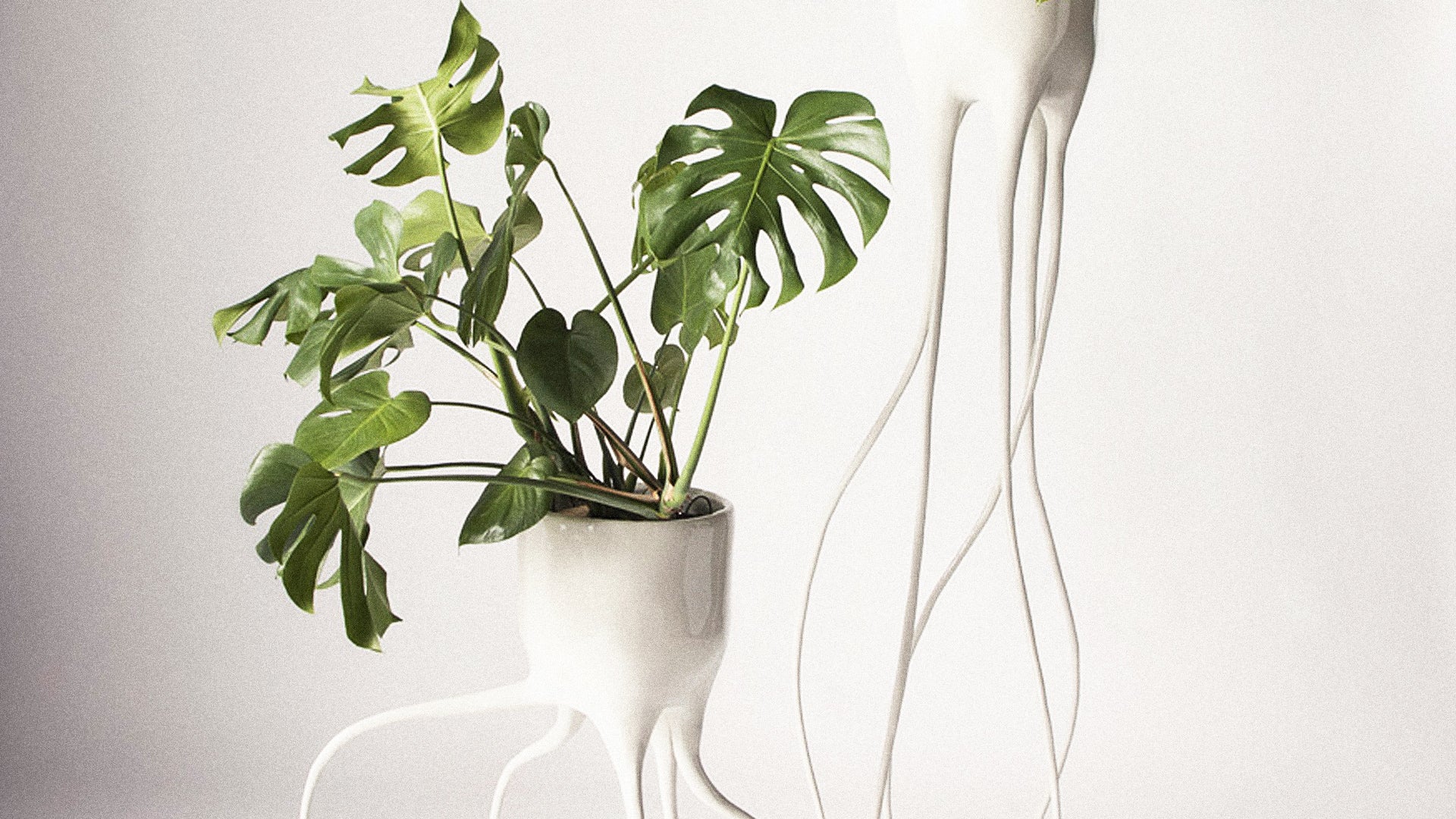philodendron eximium Philodendron eximium – Cloi main image 0