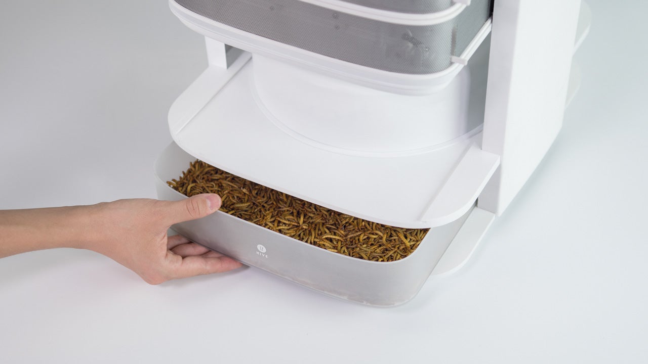 This Desktop Edible Insect Hive Grows Your Daily Protein At Home - Fast ...