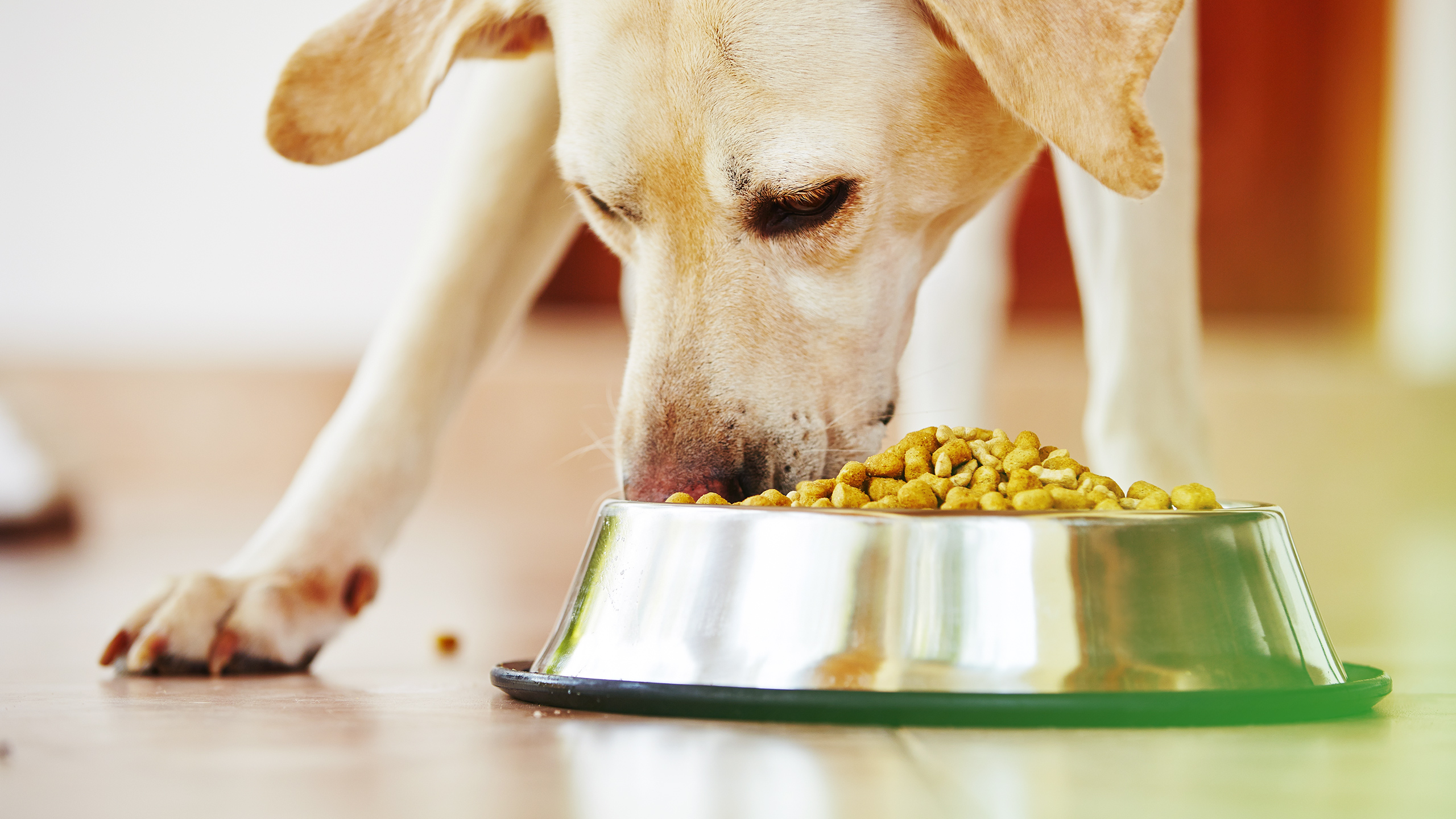 Chowhound Confessions: Tales from the Dog Food Aisle