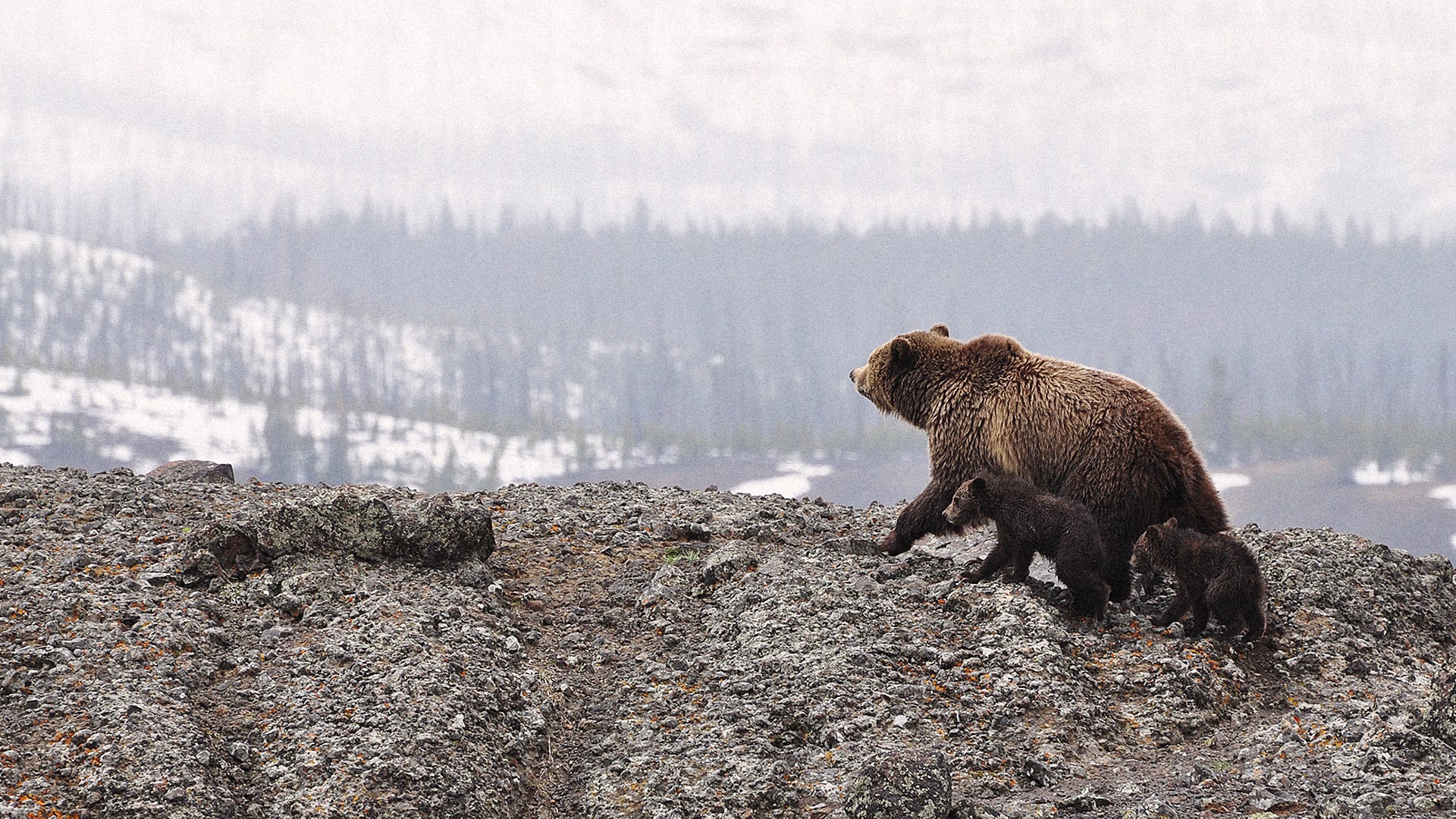 Should Wild Animals Have Property Rights Over Their Habitats? - Fast ...
