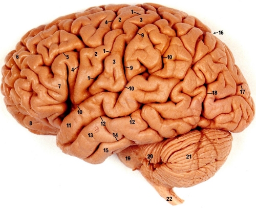 human brain model