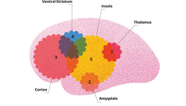 Addressing the Risks of Processed Sugars