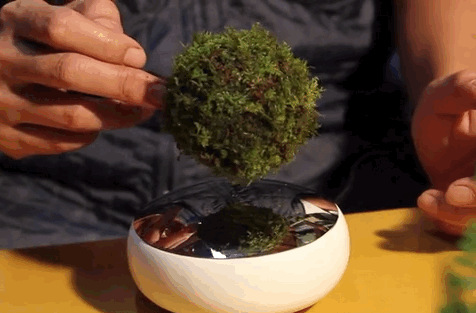 A Floating Bonsai Tree That Defies Gravity With Magnets - Fast Company