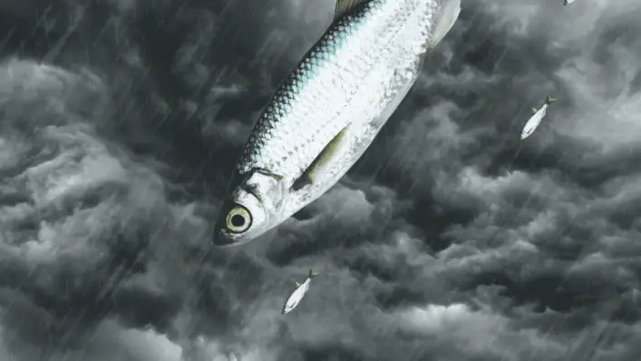 In Yoro, Honduras, it rains fish. For locals, it's now a source of extra  income