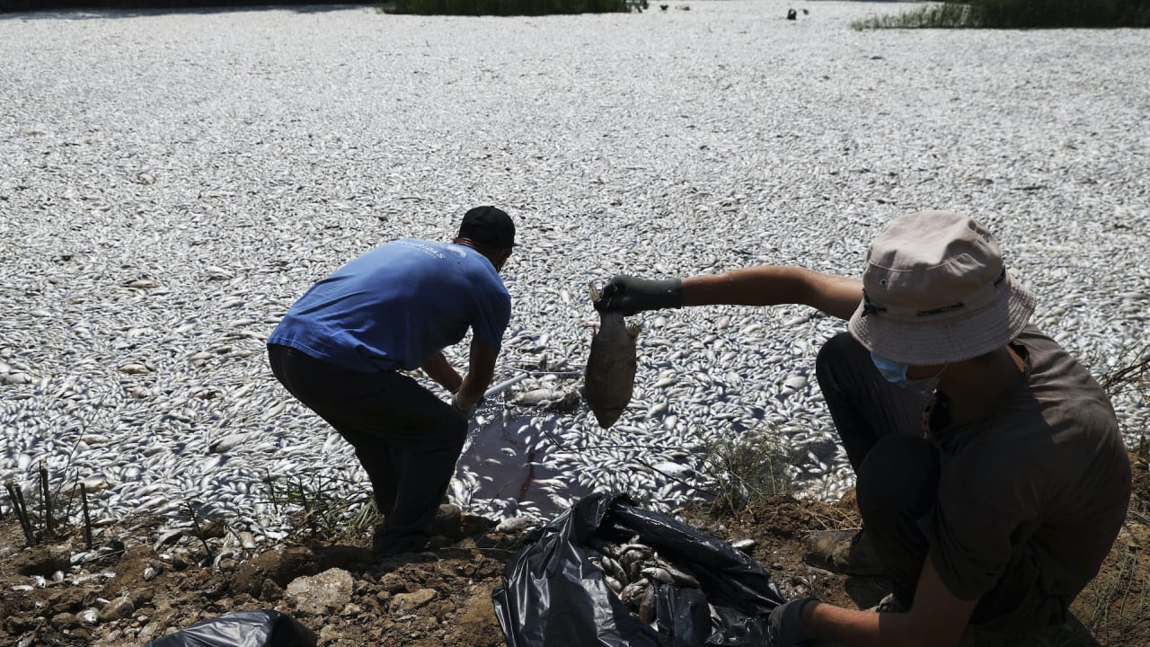 Over 100 tons of dead fish clog a Greek tourist port after extreme climate fluctuations