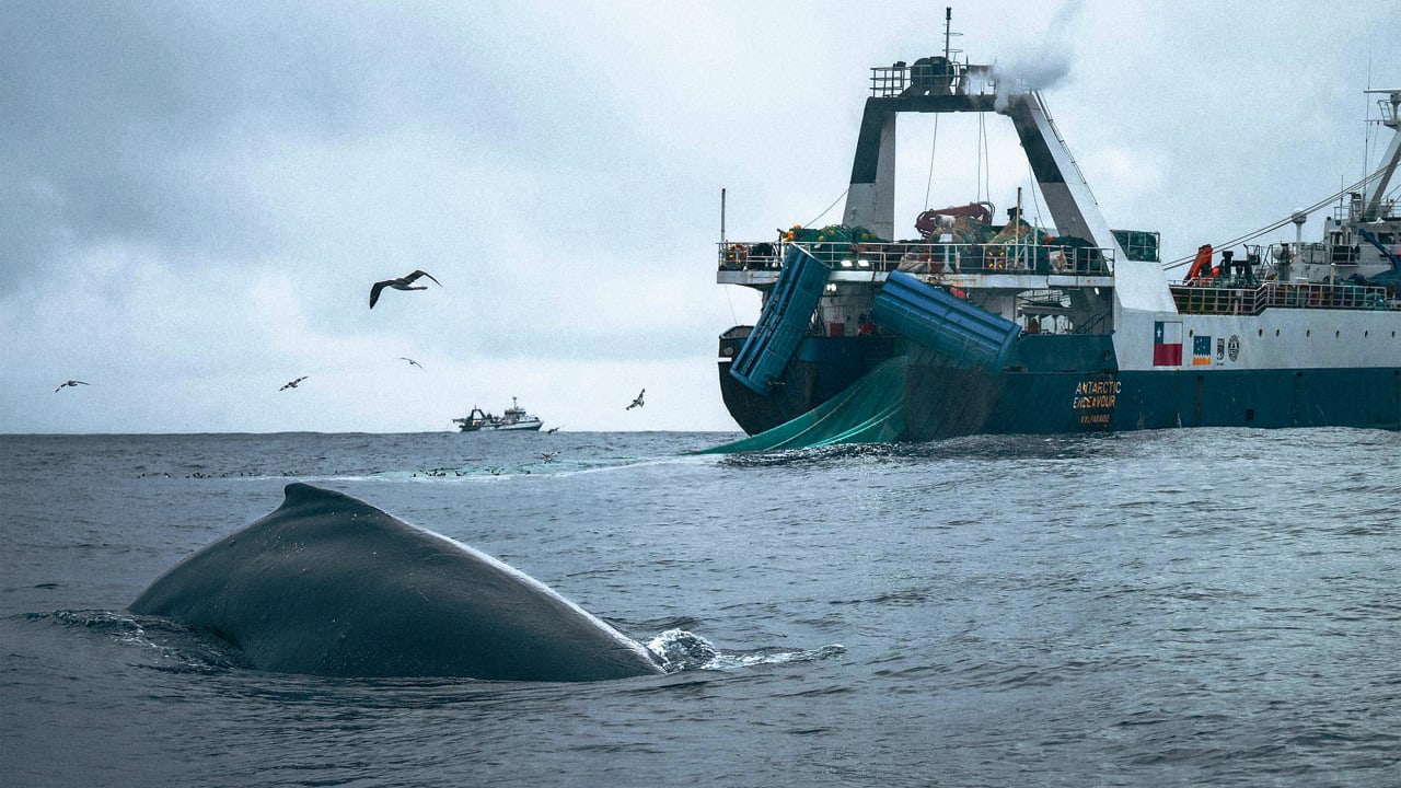 Endangered whales are fighting for their lives—and their food