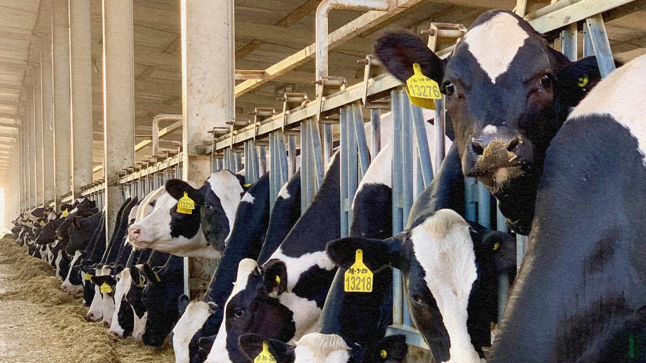 How milk pricing is making America’s dairy farms disappear