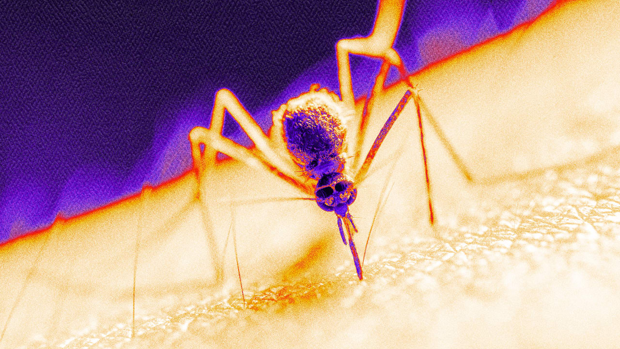 This deadly mosquito-borne disease is spreading on the East Coast—and climate change is making it worse