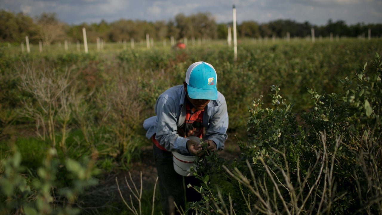 Farm groups urge Trump not to deport farmworkers. Here's why