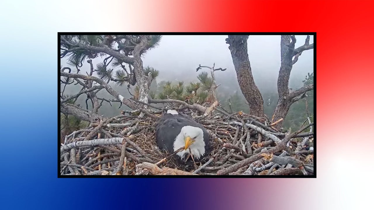Take a break from tracking the price of eggs and watch real drama unfold on the bald eagle nest cam